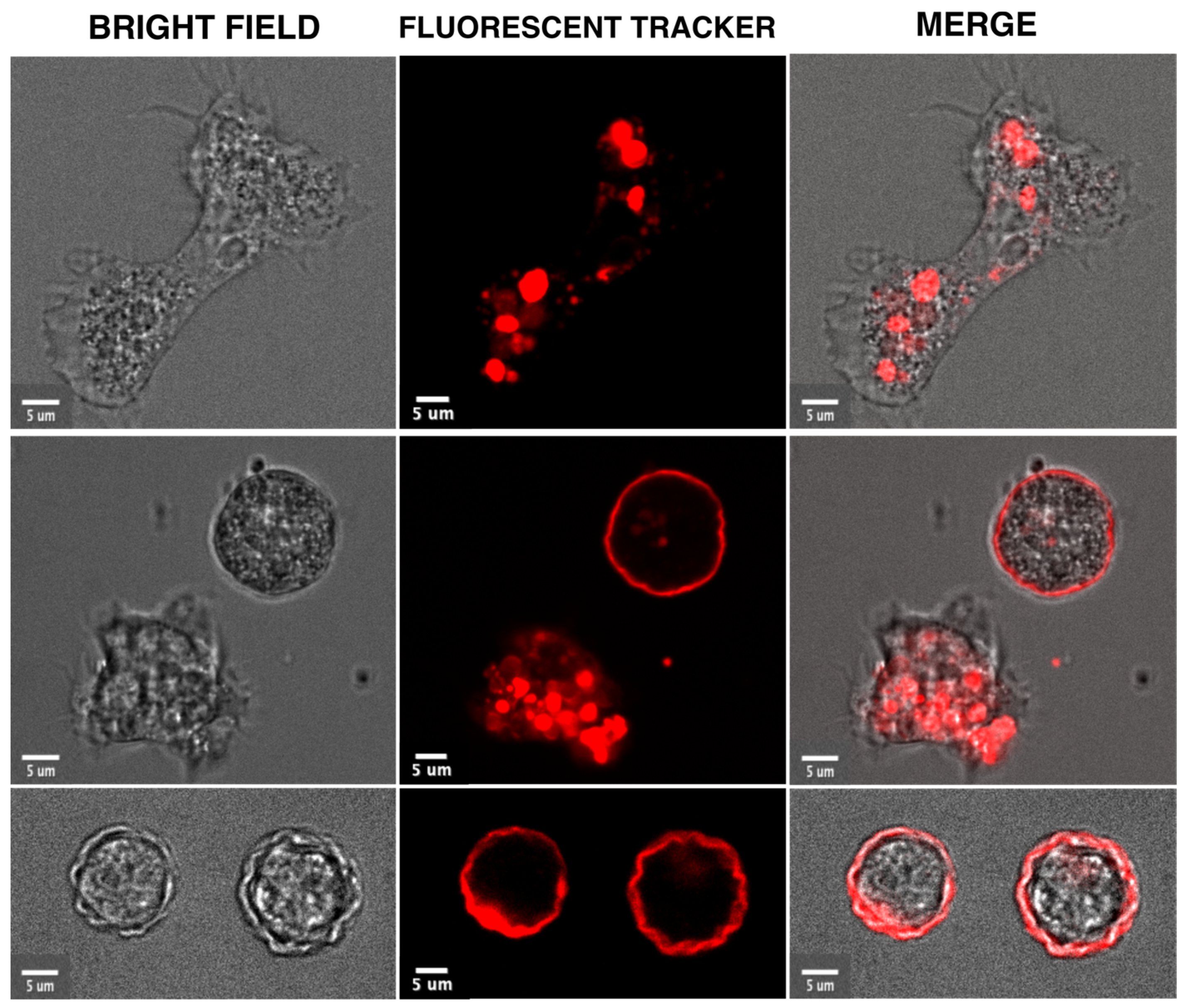 Microorganisms 11 02670 g001
