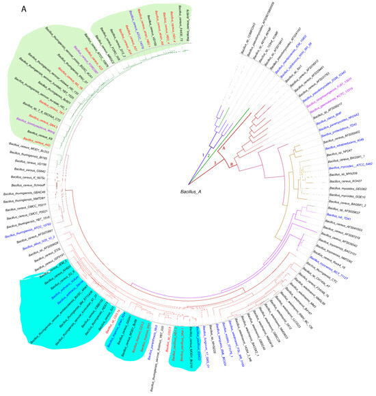 Plant-Associated Representatives of the Bacillus cereus Group Are