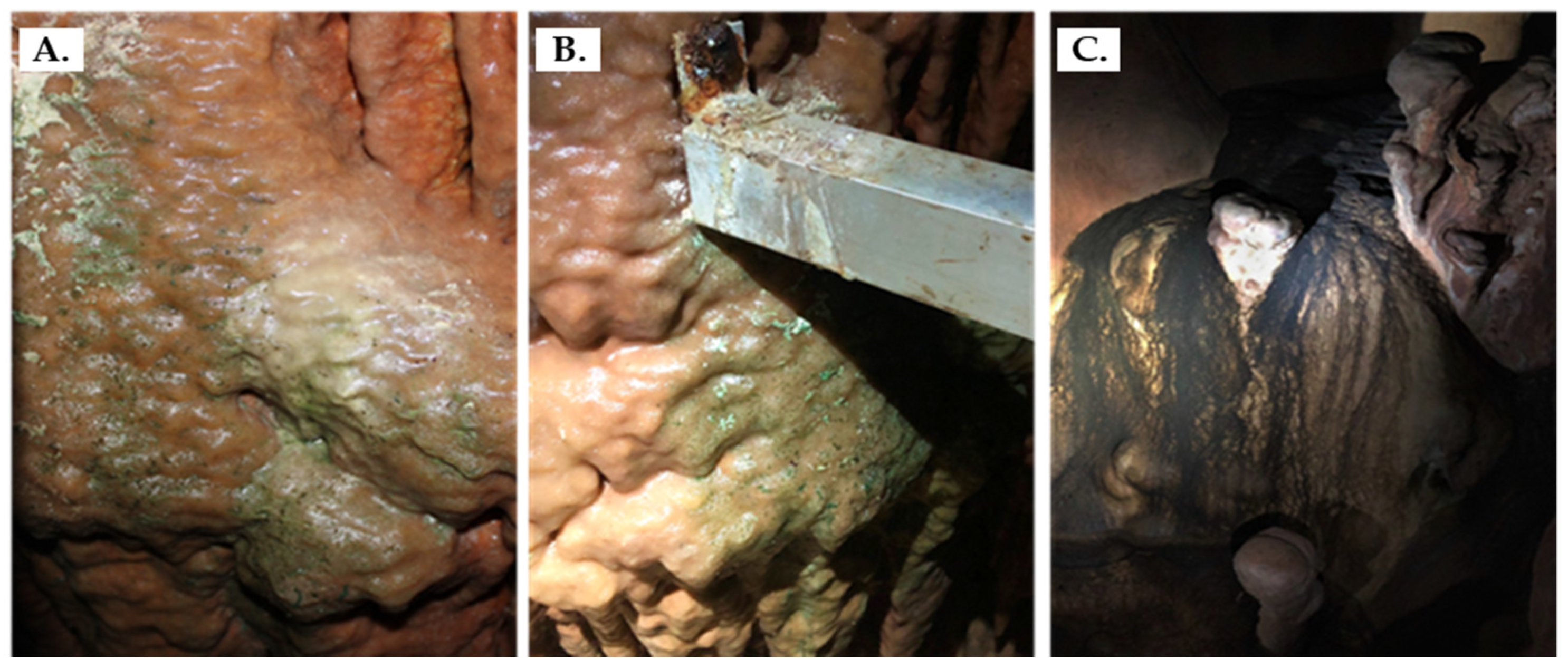 Microorganisms 11 02681 g001