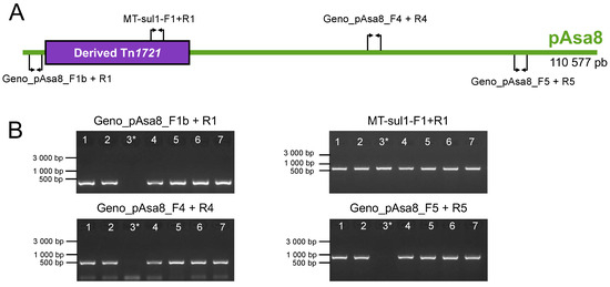 Interaction of pAsa5 and pAsa8 Plasmids in Aeromonas