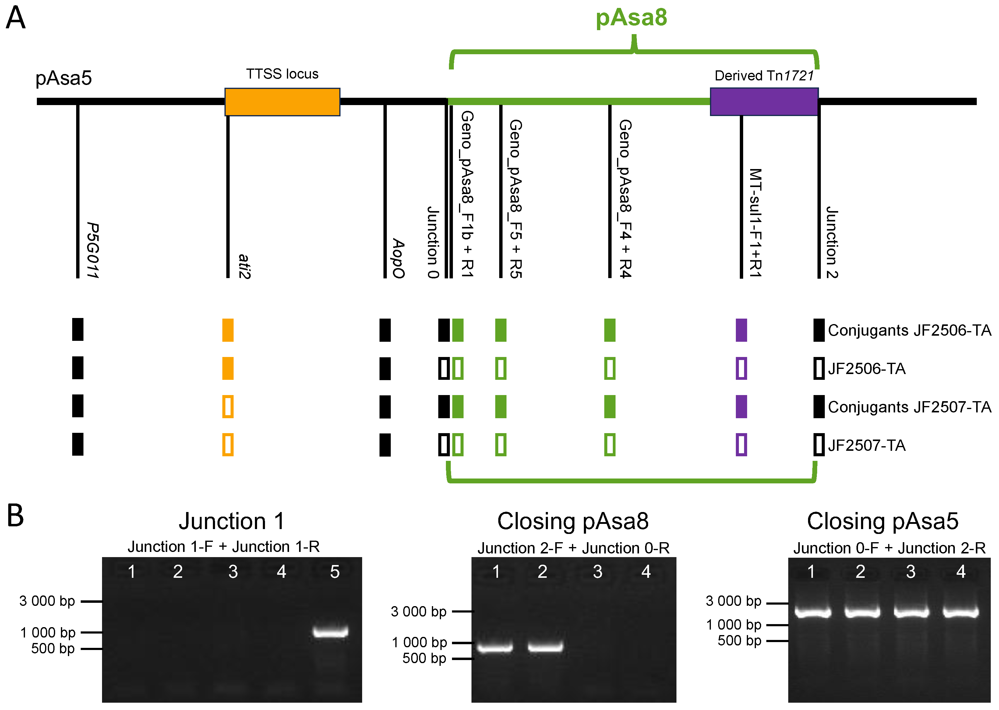 Interaction of pAsa5 and pAsa8 Plasmids in Aeromonas