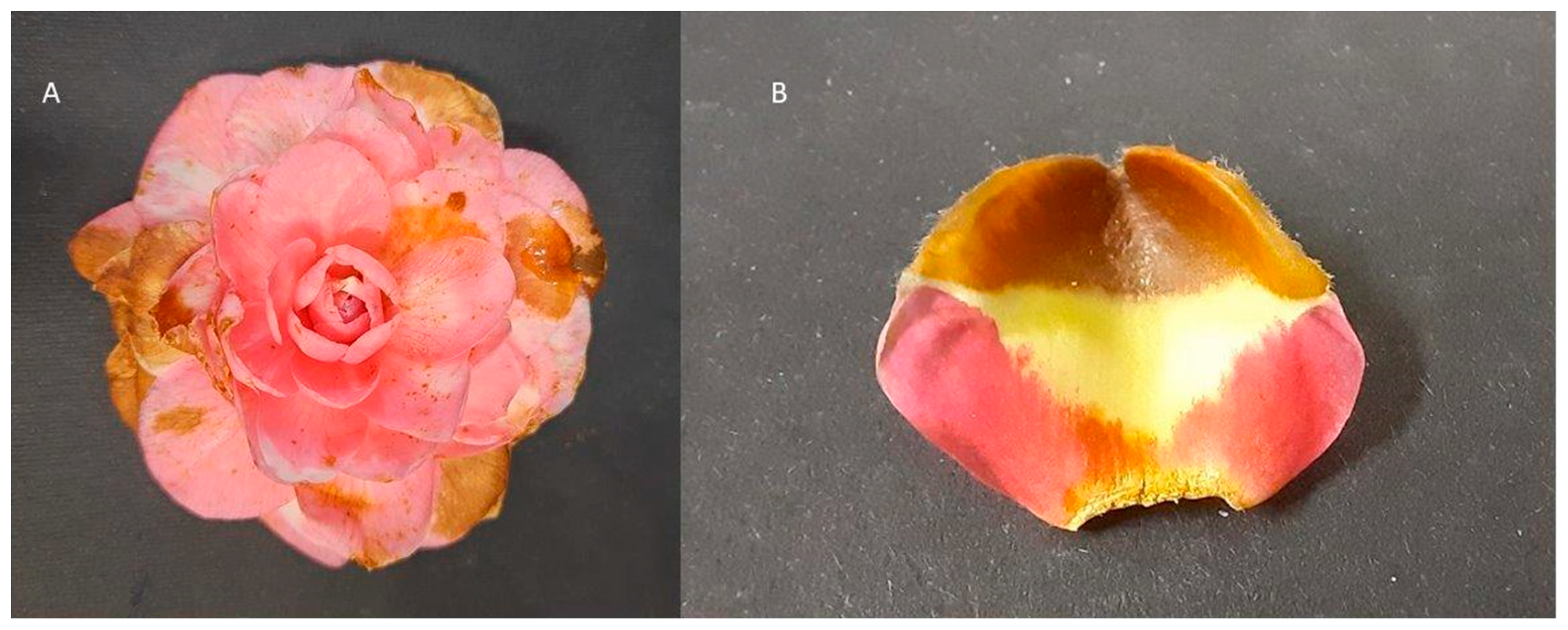 Microorganisms 11 02727 g001