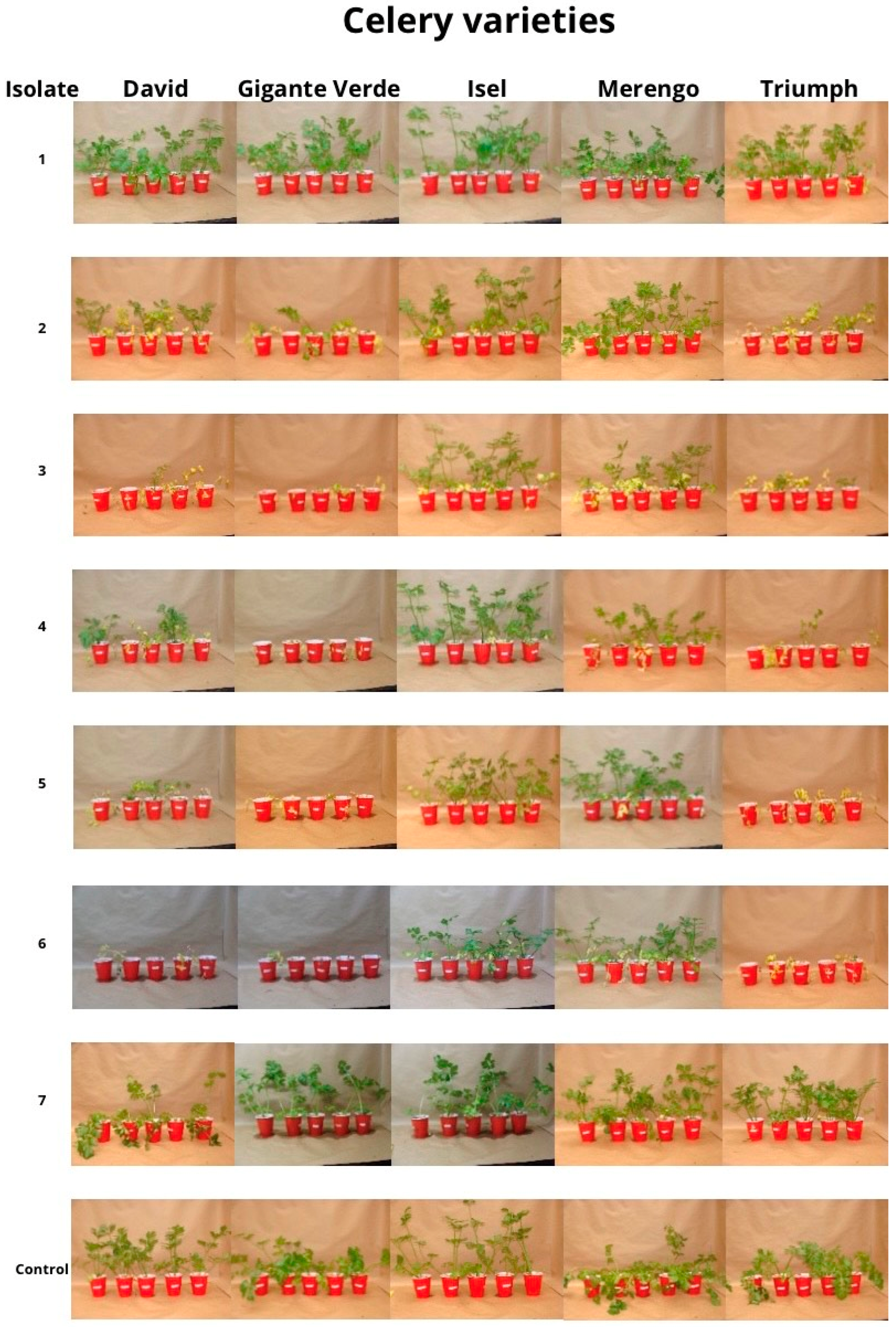 Microorganisms 11 02732 g004