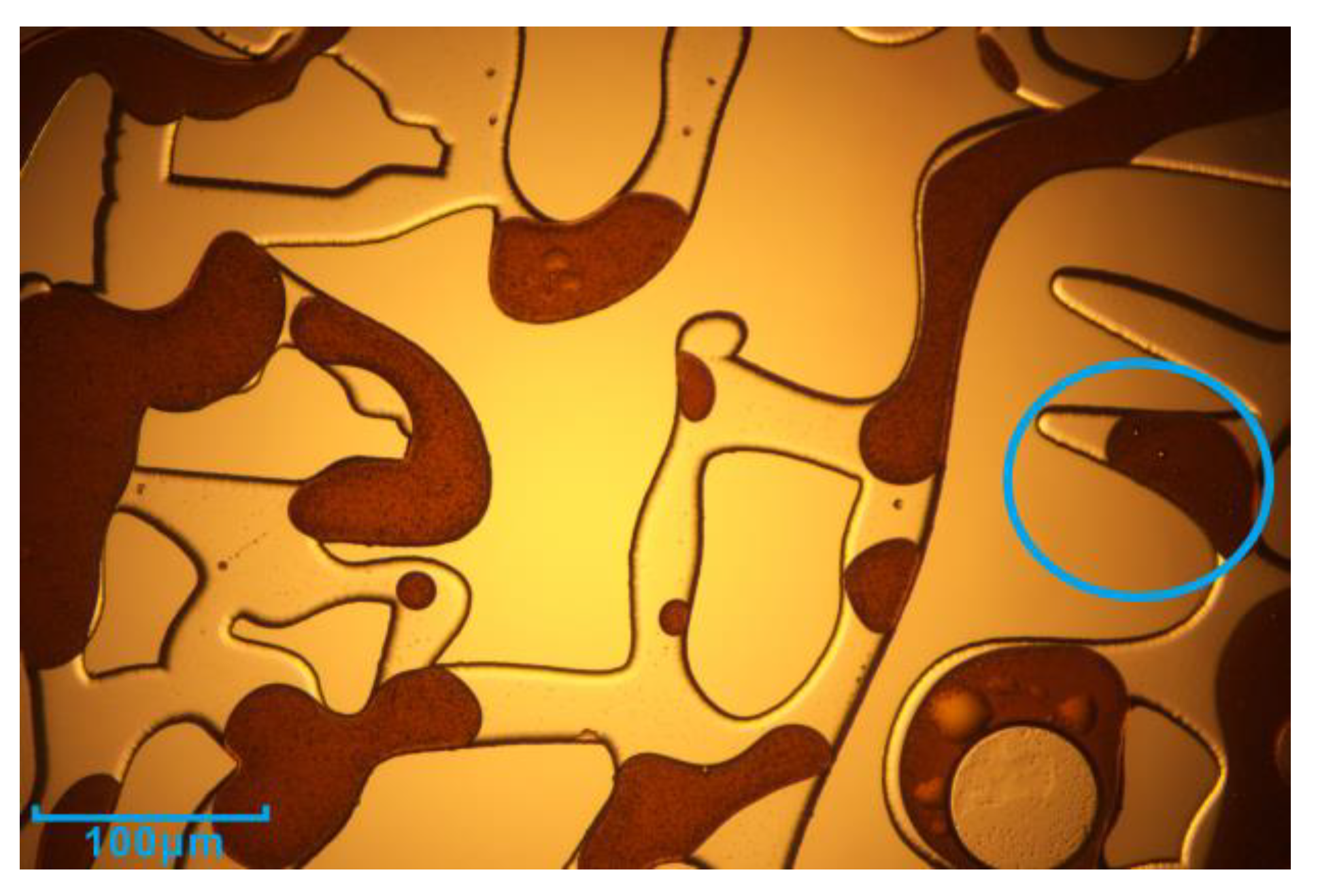 Microorganisms 11 02738 g013