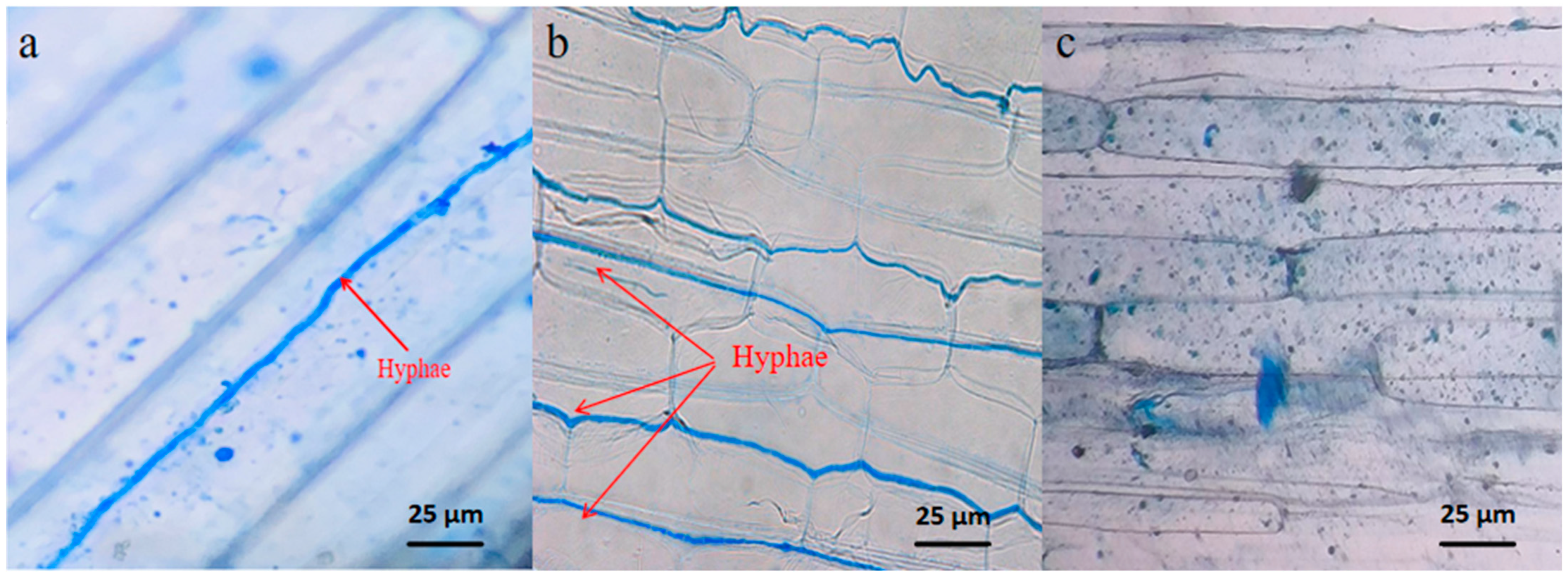 Microorganisms 11 02761 g001