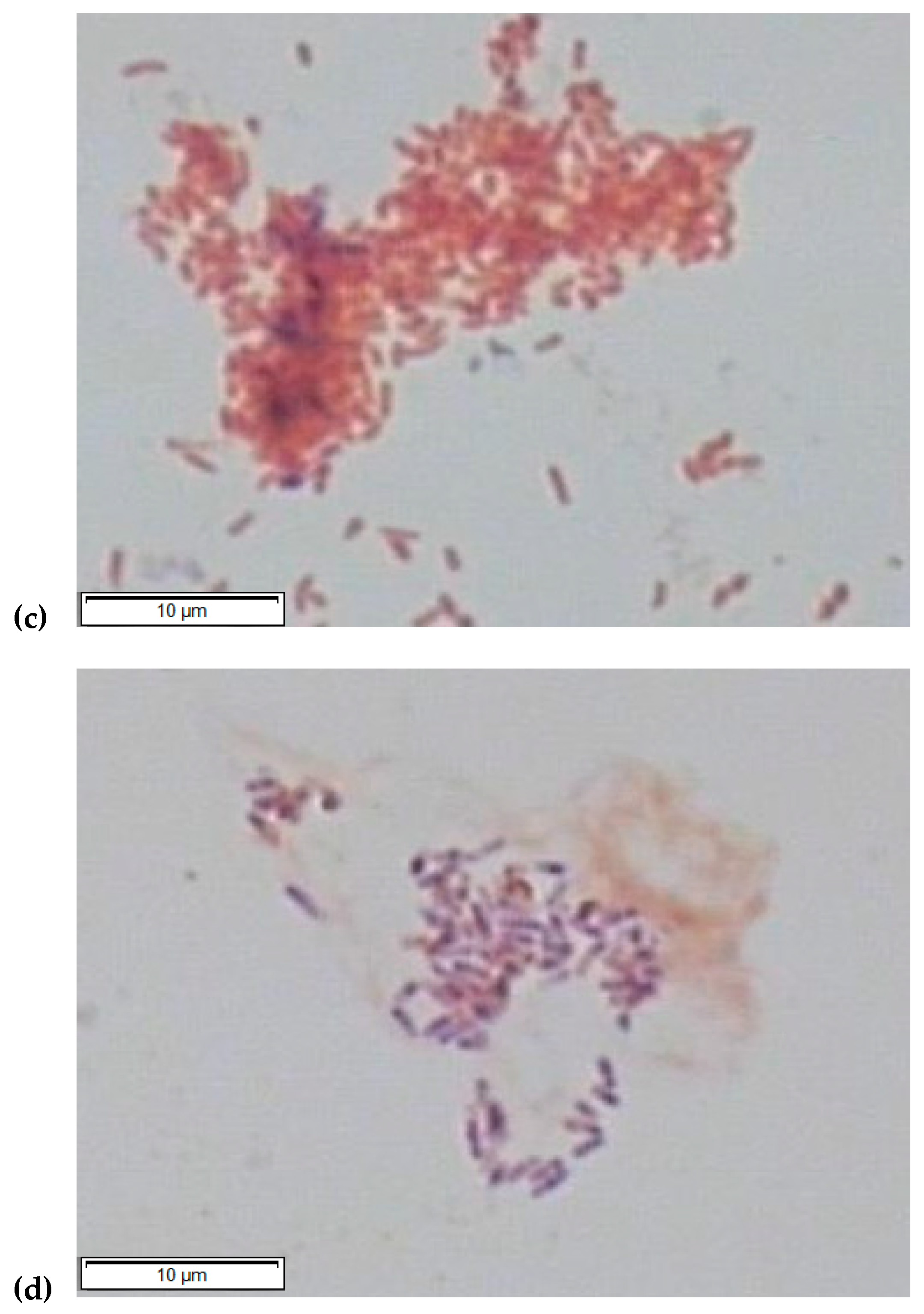 Microorganisms 11 02782 g005b Microorganisms 11 02782 g005b
