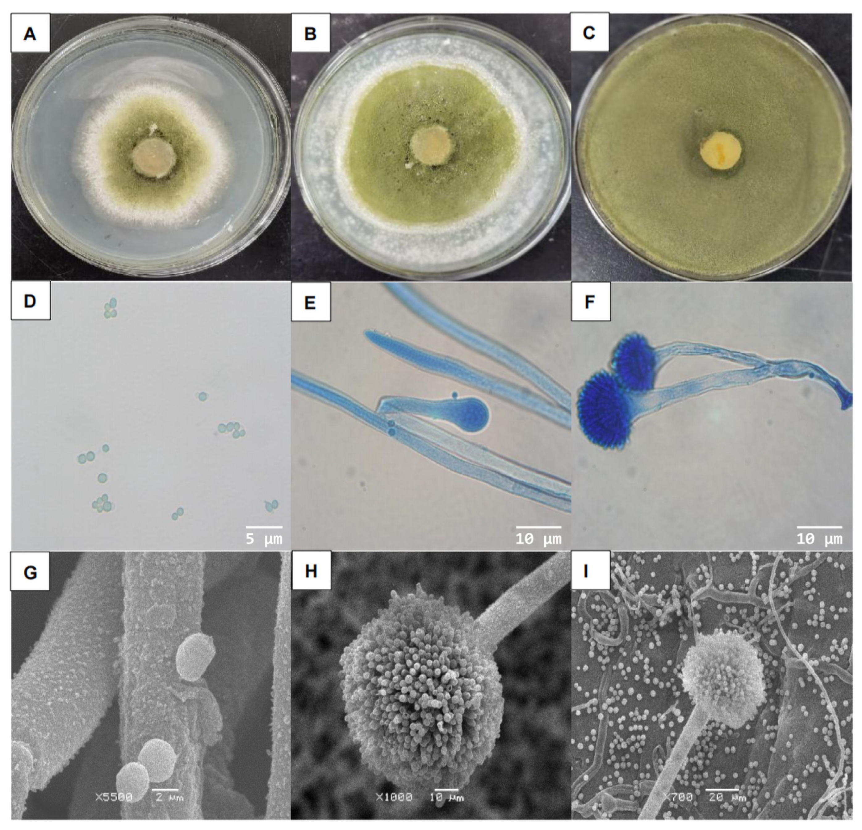 Microorganisms 11 02788 g001