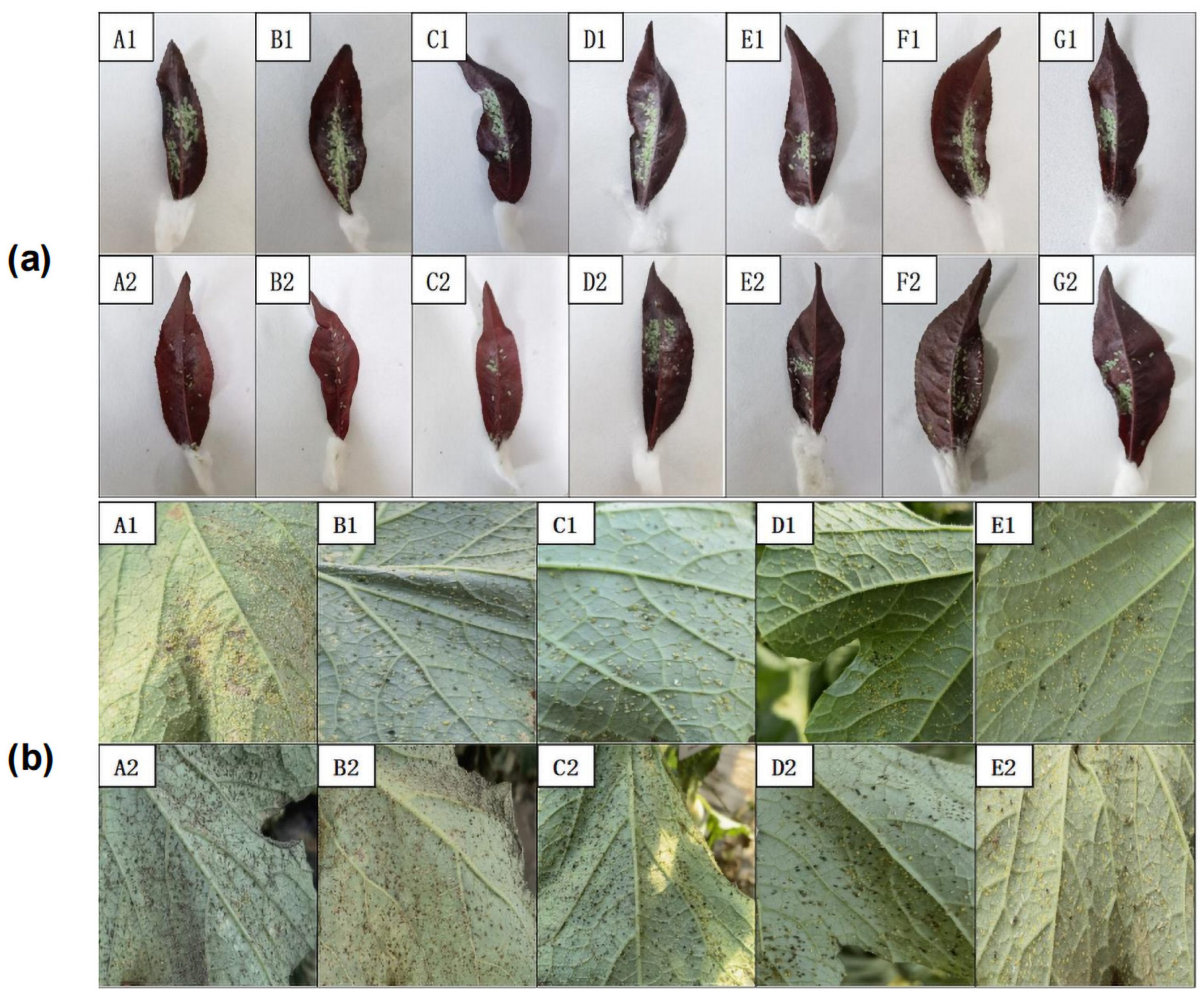 Microorganisms 11 02788 g003