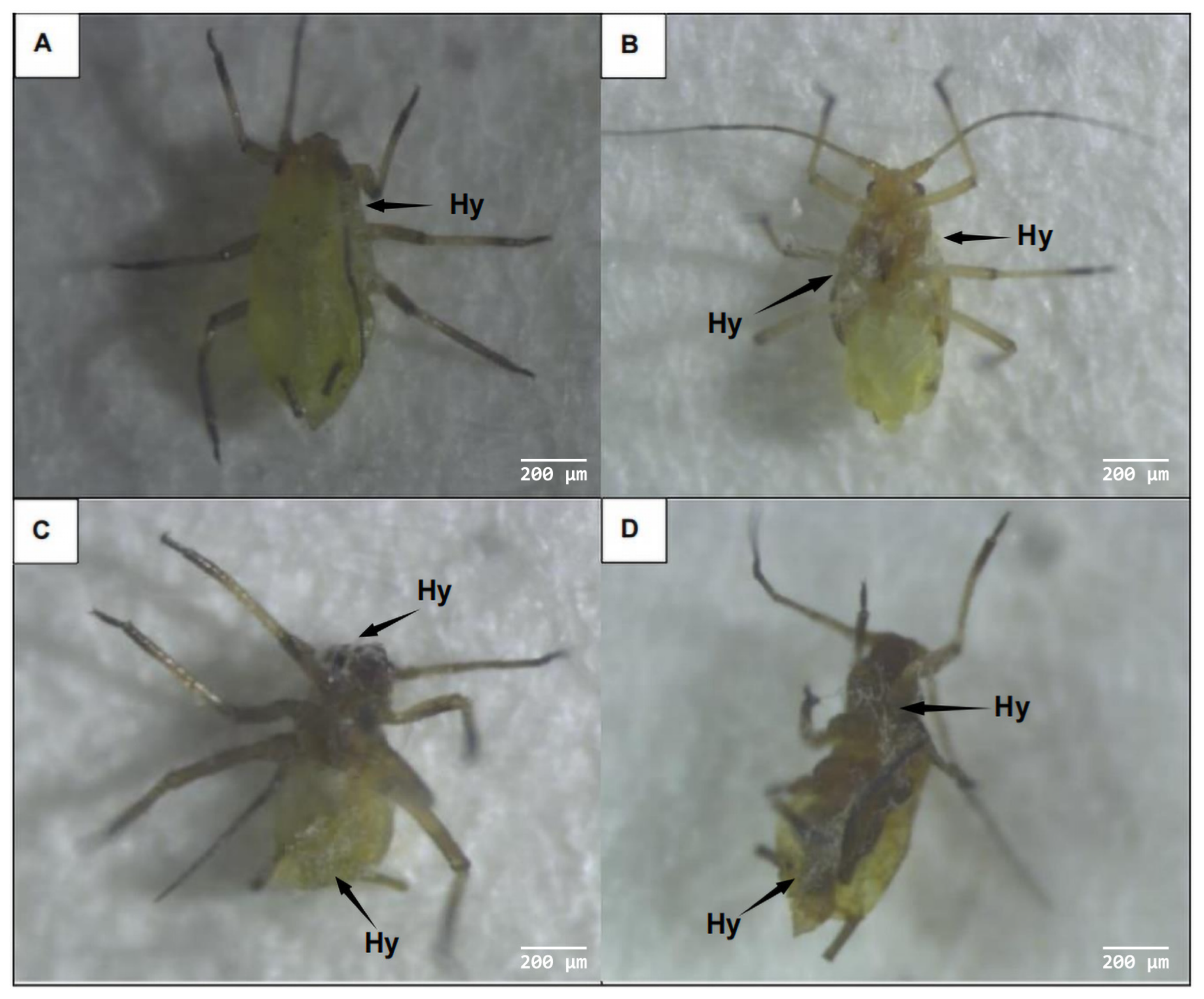 Microorganisms 11 02788 g004