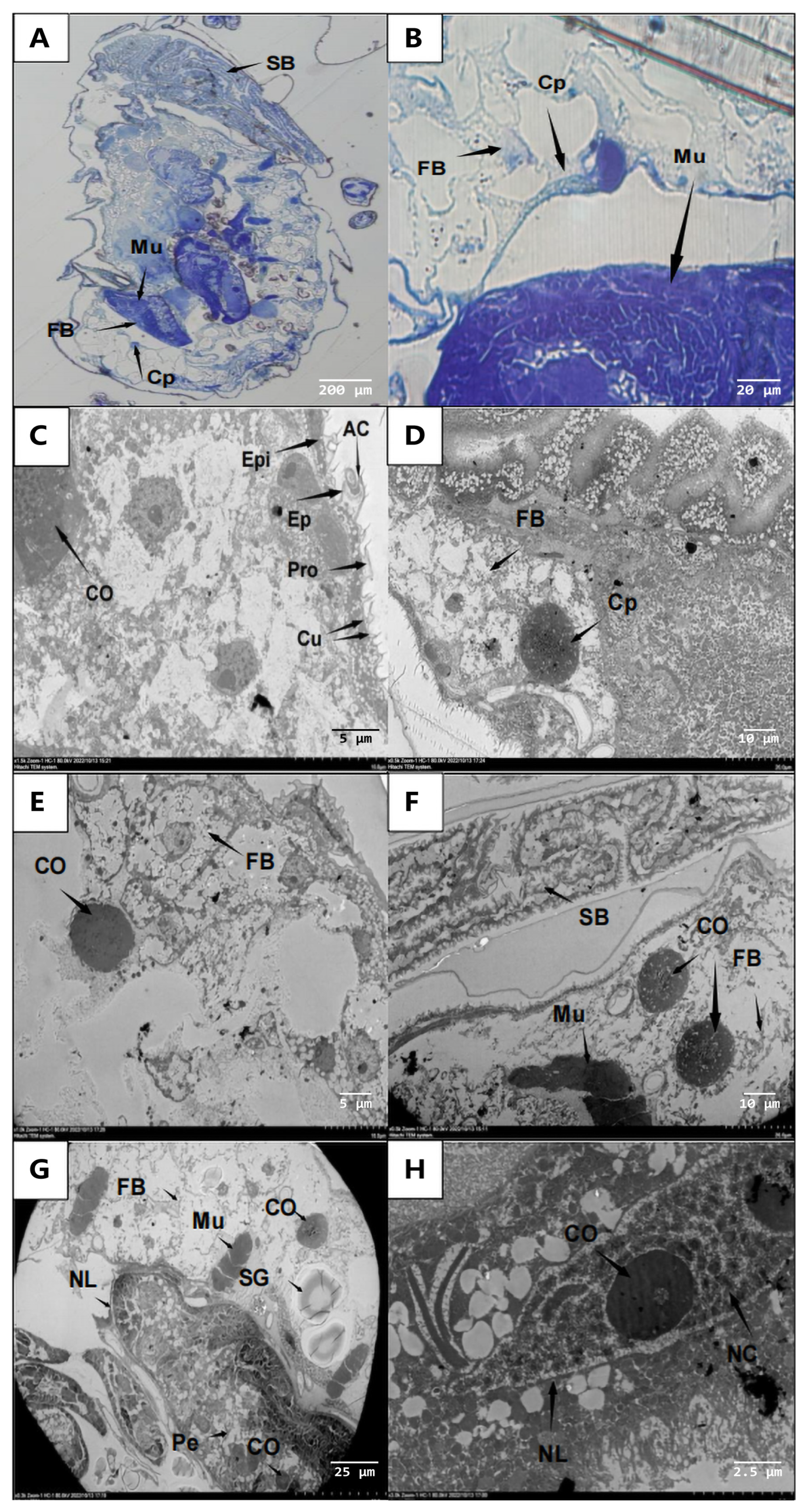 Microorganisms 11 02788 g006