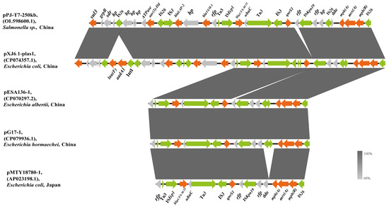 クララ Multidrug-Resistant Escherichia coli Isolate of Chinese