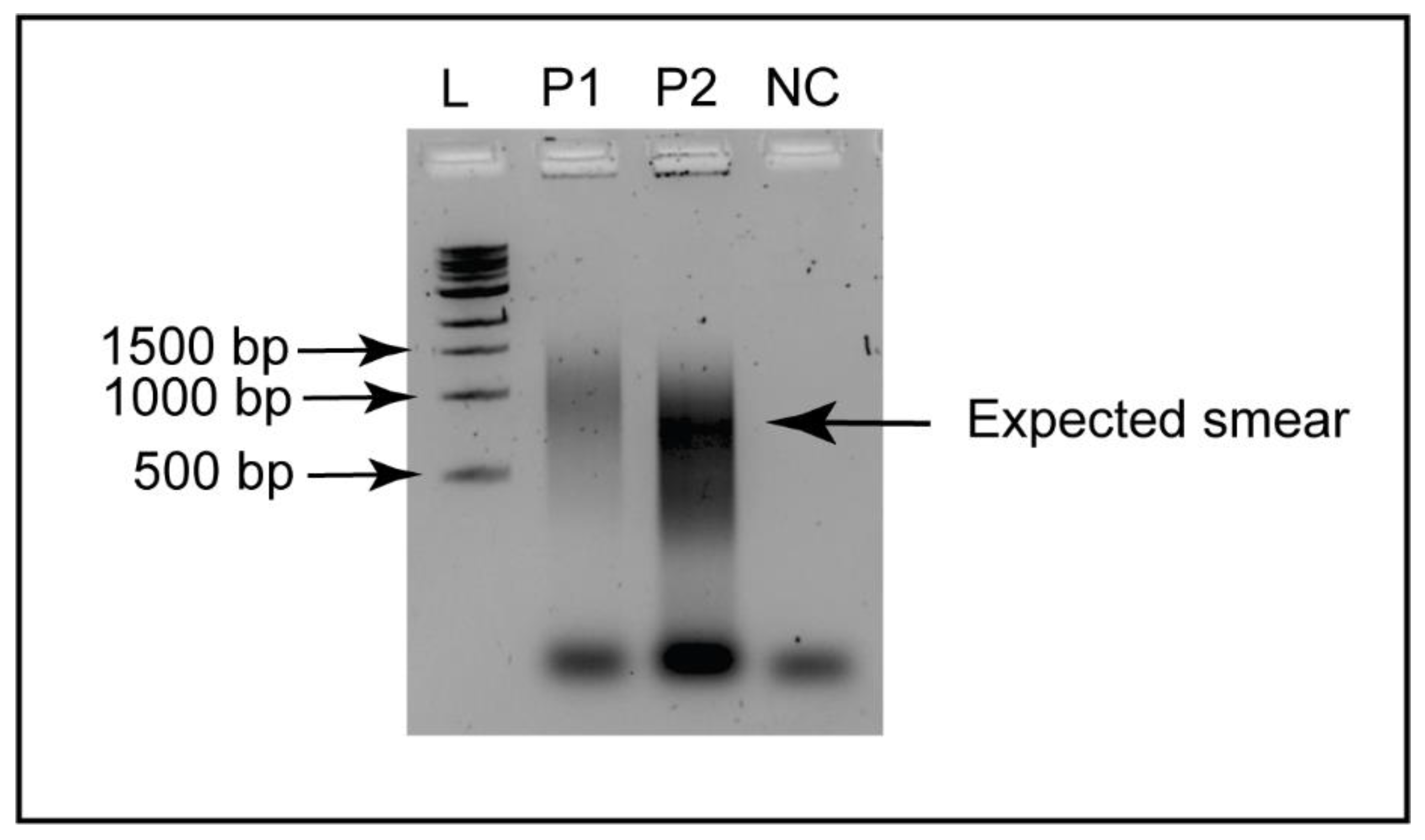 Microorganisms 11 02802 g001