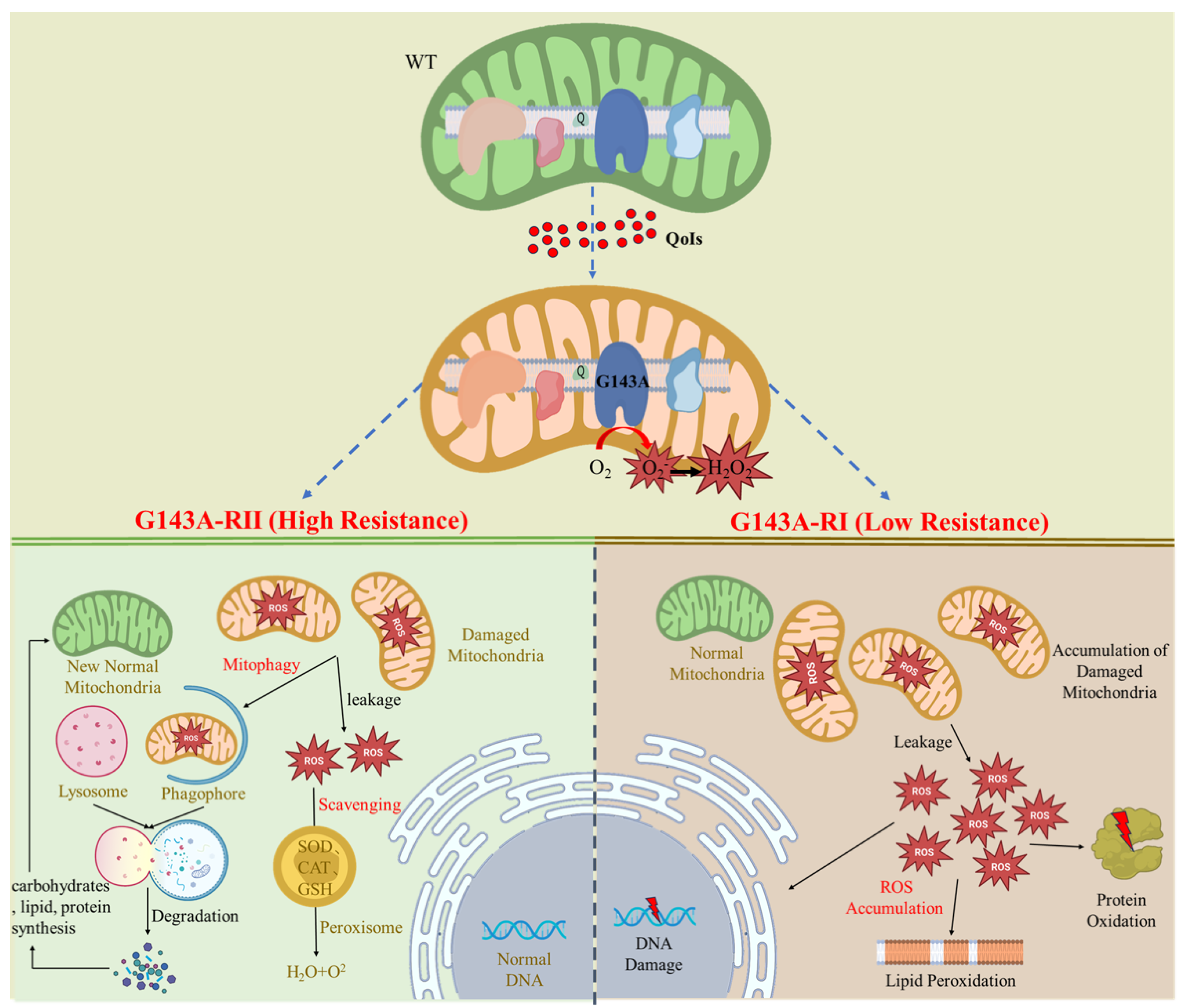 Microorganisms 11 02849 g011 Microorganisms 11 02849 g011