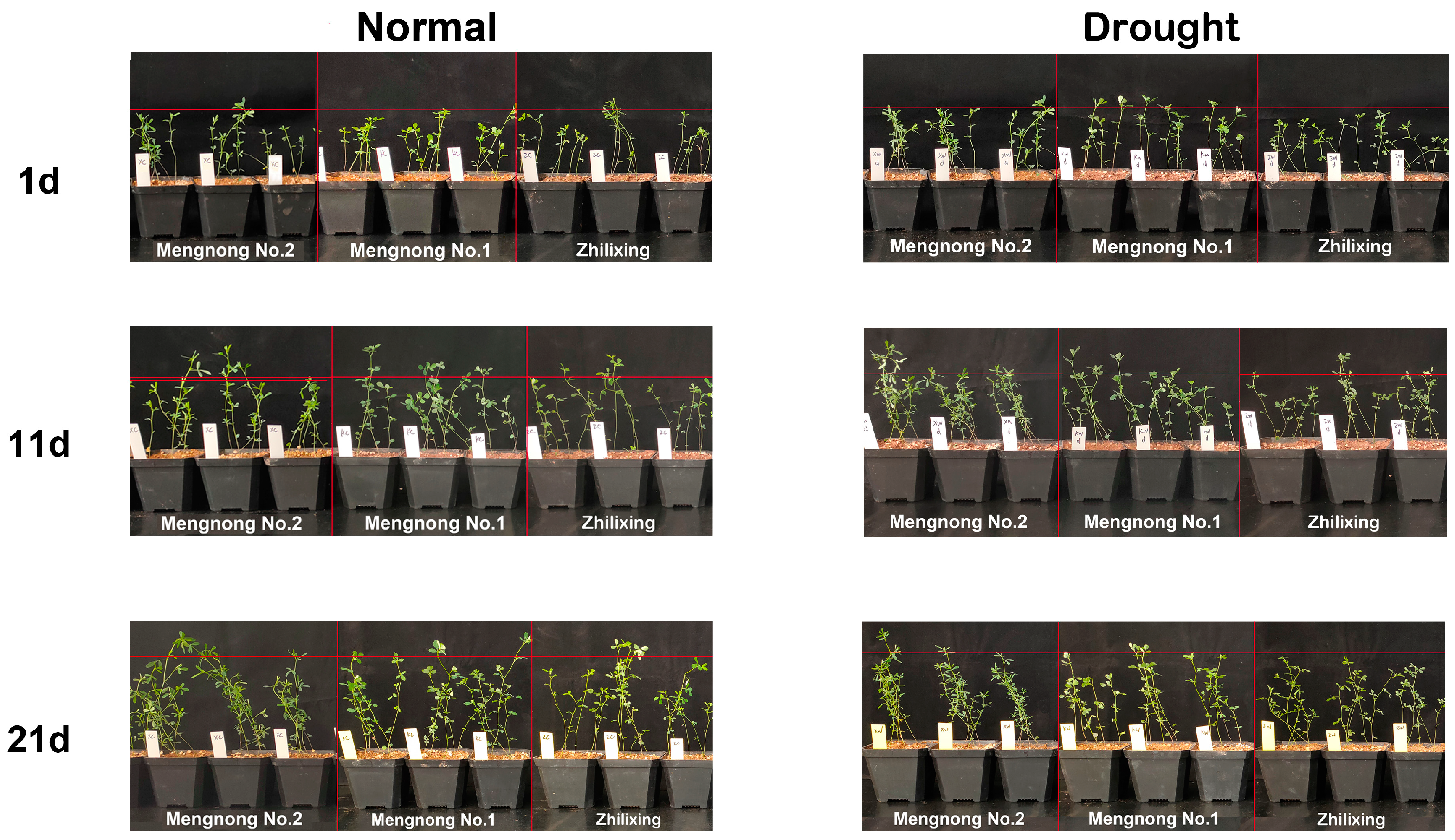 Microorganisms 11 02851 g001