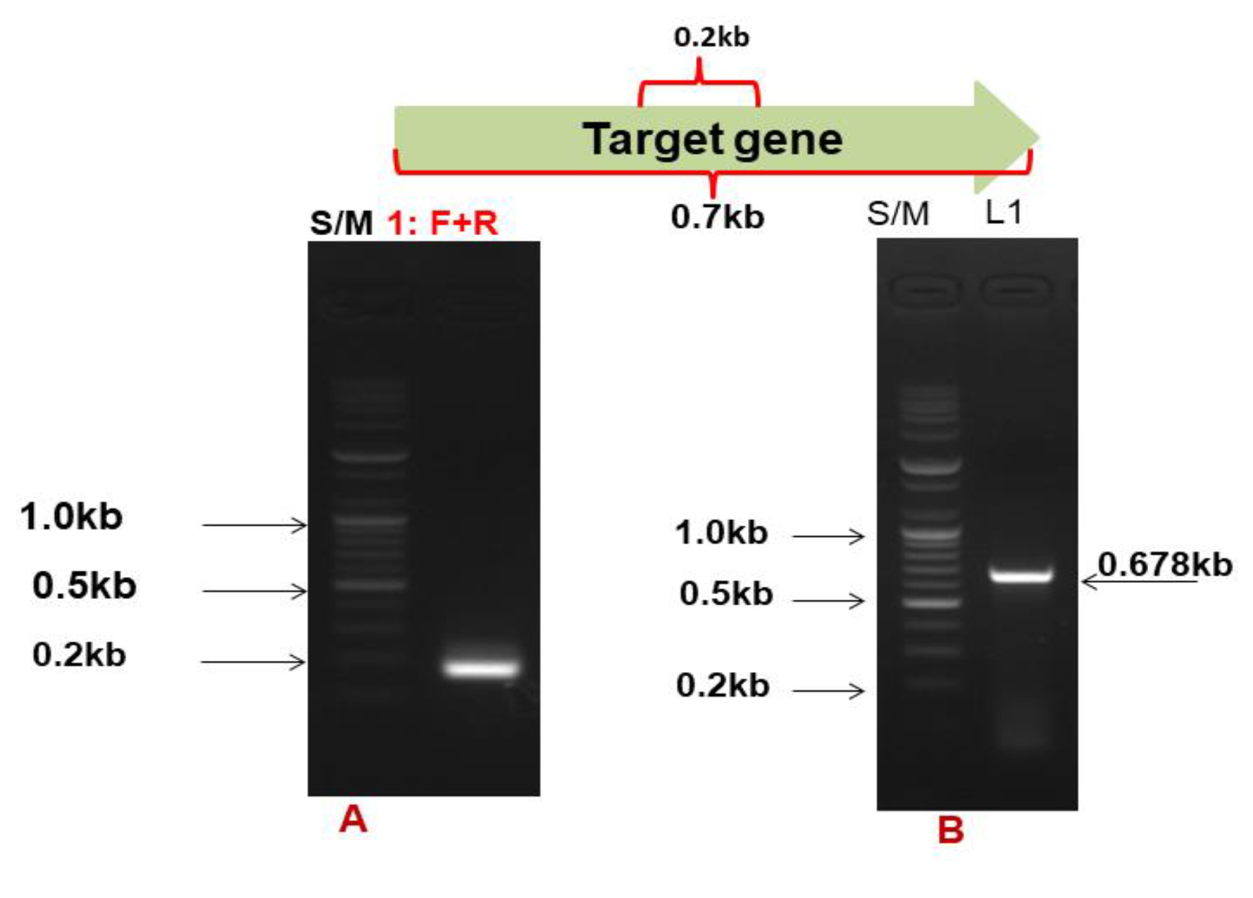 Microorganisms 11 02857 g002 Microorganisms 11 02857 g002