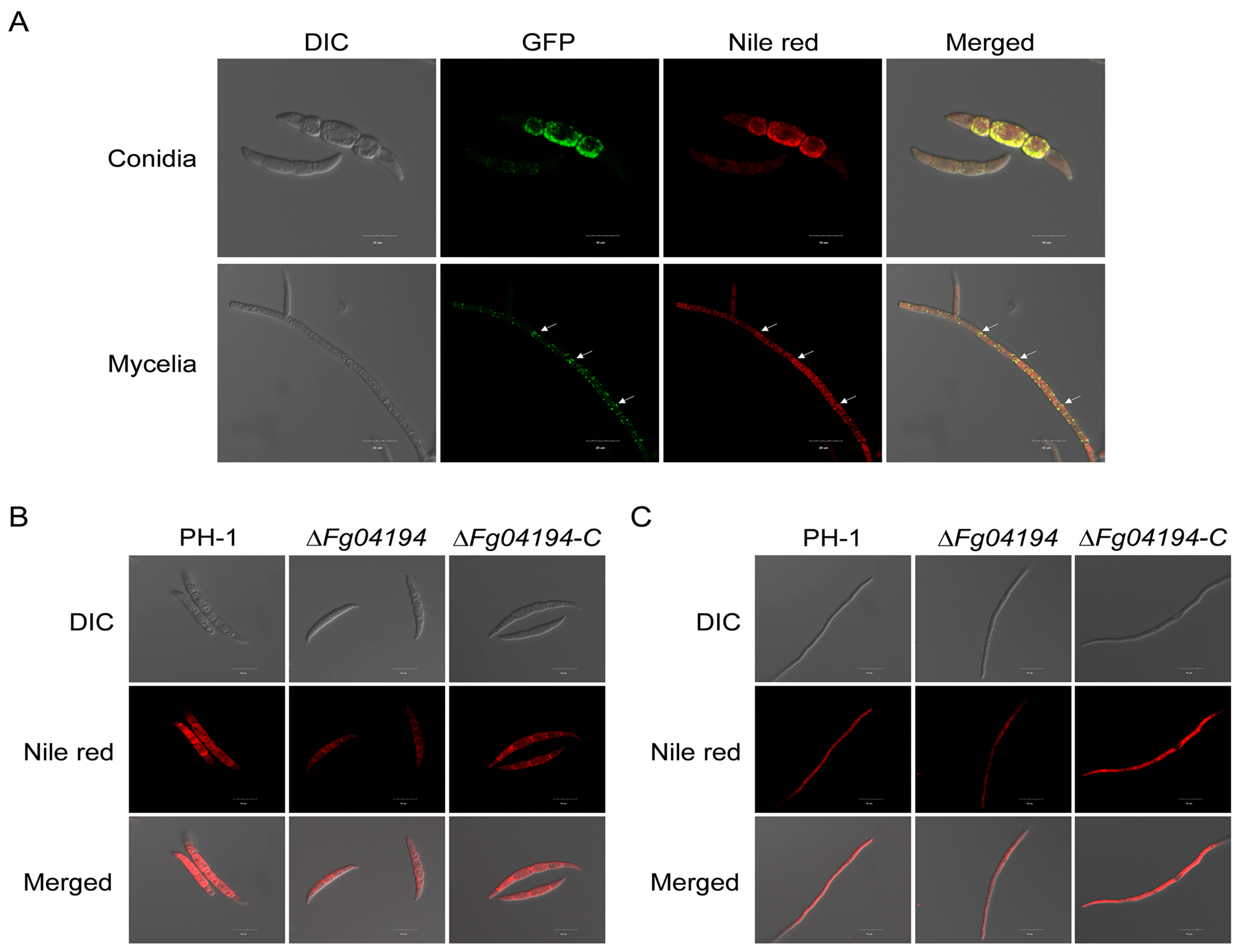 Microorganisms 11 02875 g009