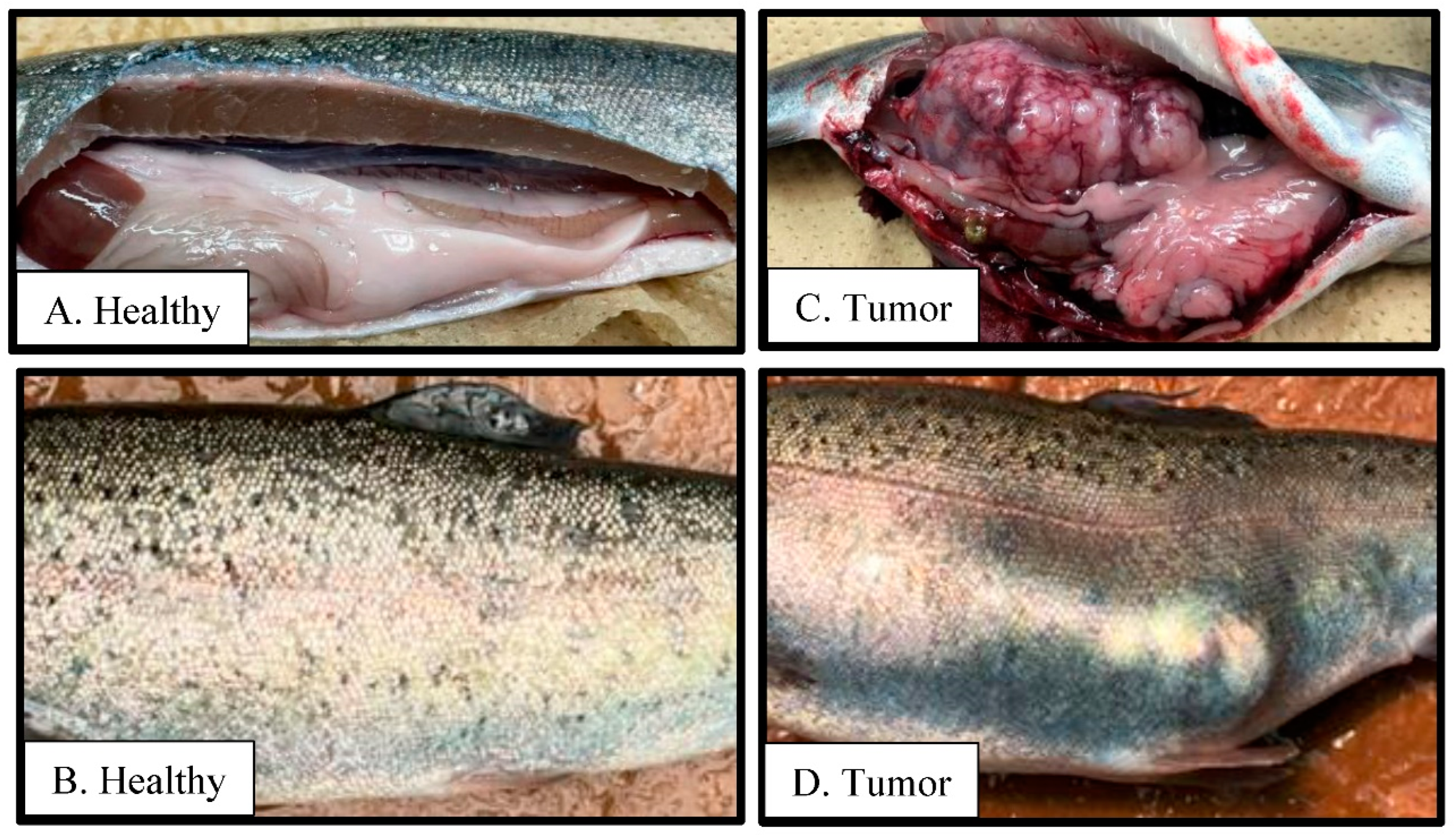 Microorganisms 11 02877 g008 Microorganisms 11 02877 g008