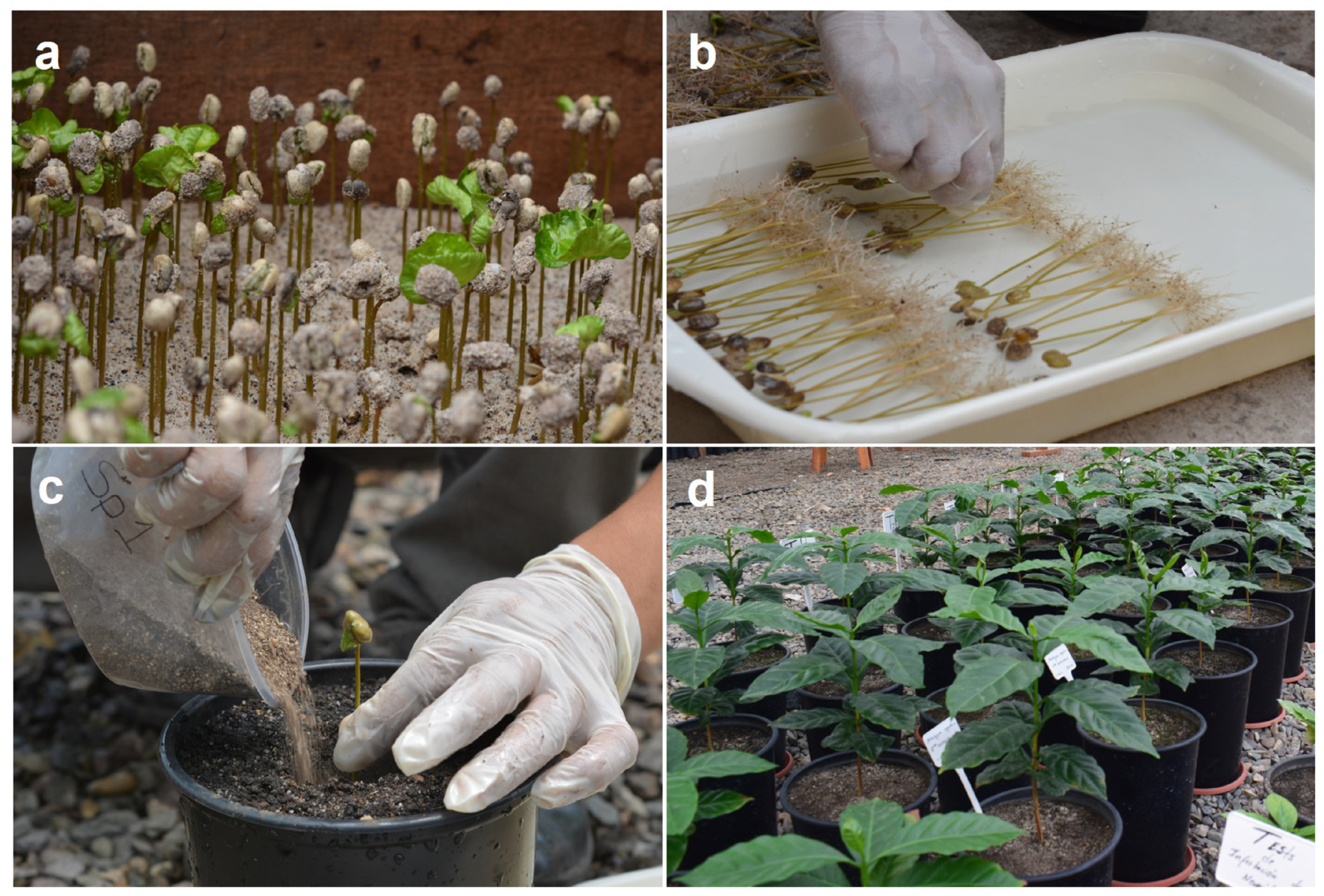 Microorganisms 11 02883 g001 Microorganisms 11 02883 g001