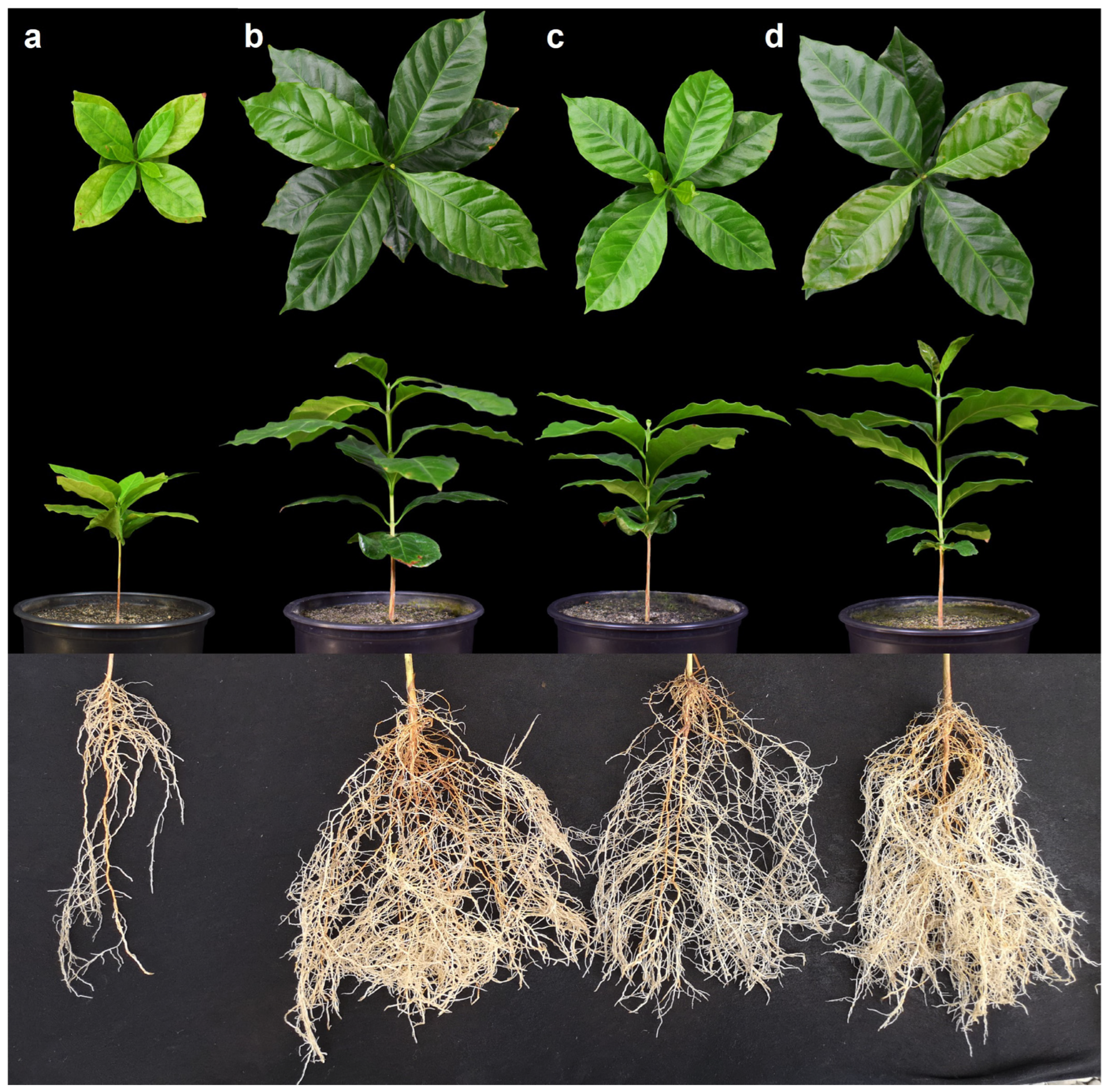 Microorganisms 11 02883 g003 Microorganisms 11 02883 g003