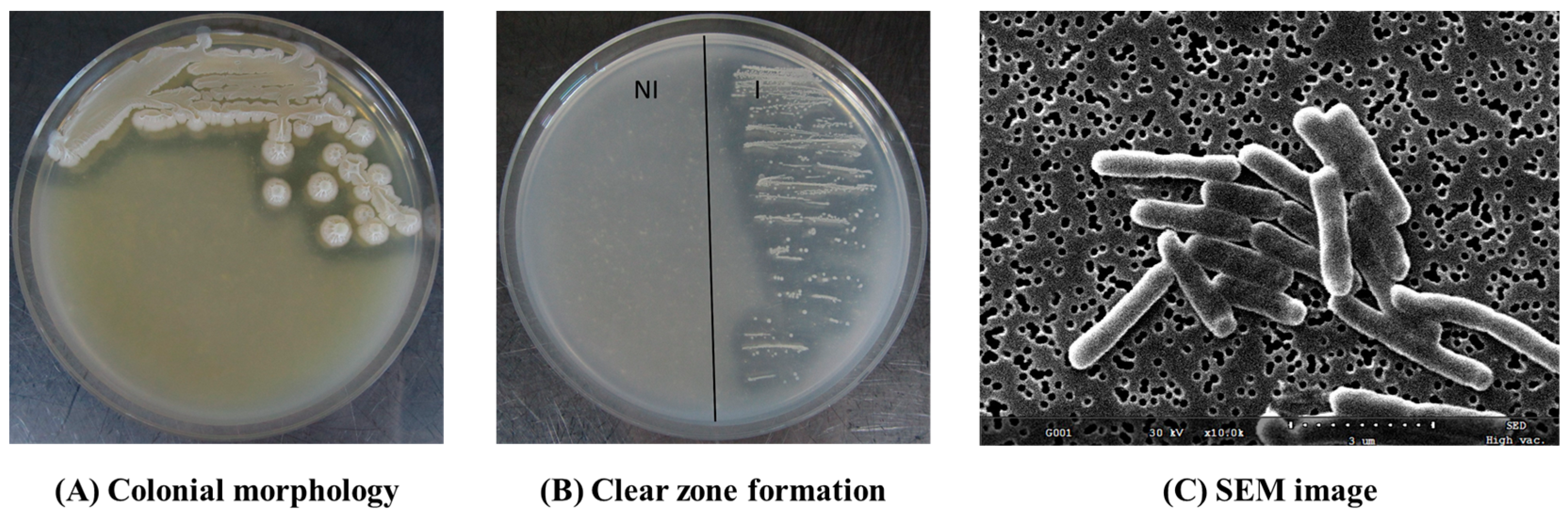 Microorganisms 11 02884 g001
