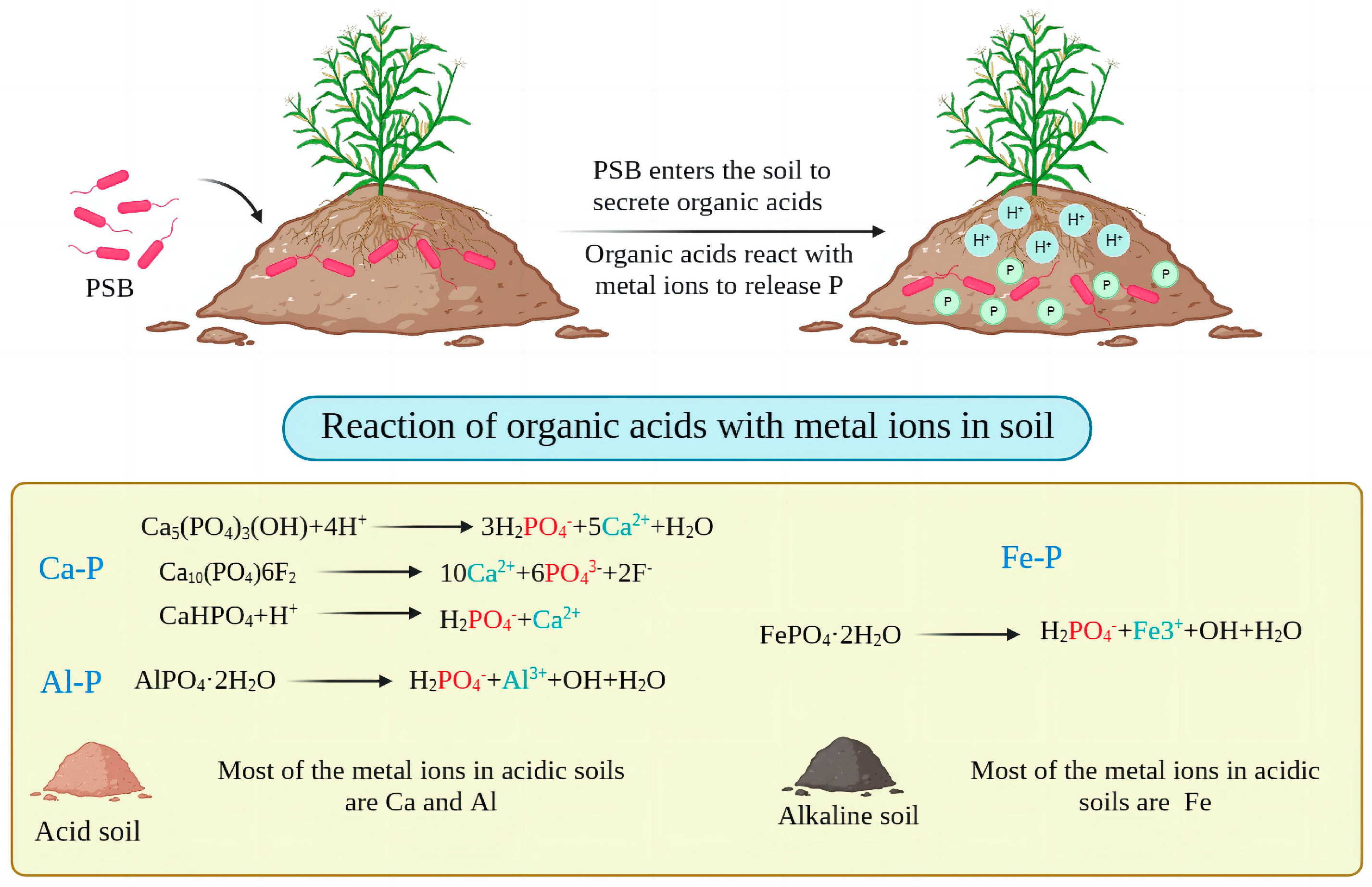 Microorganisms 11 02904 g005