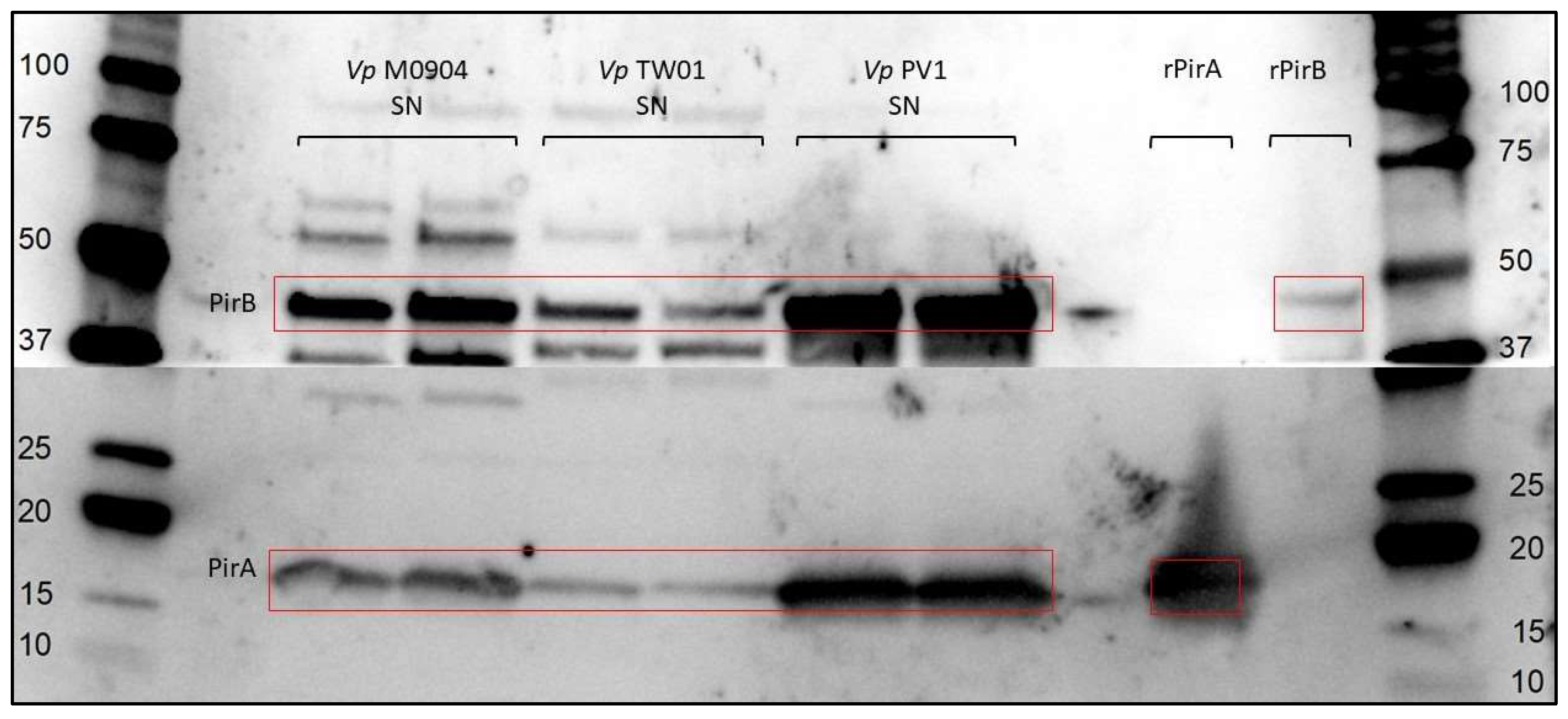 Microorganisms 11 02912 g002