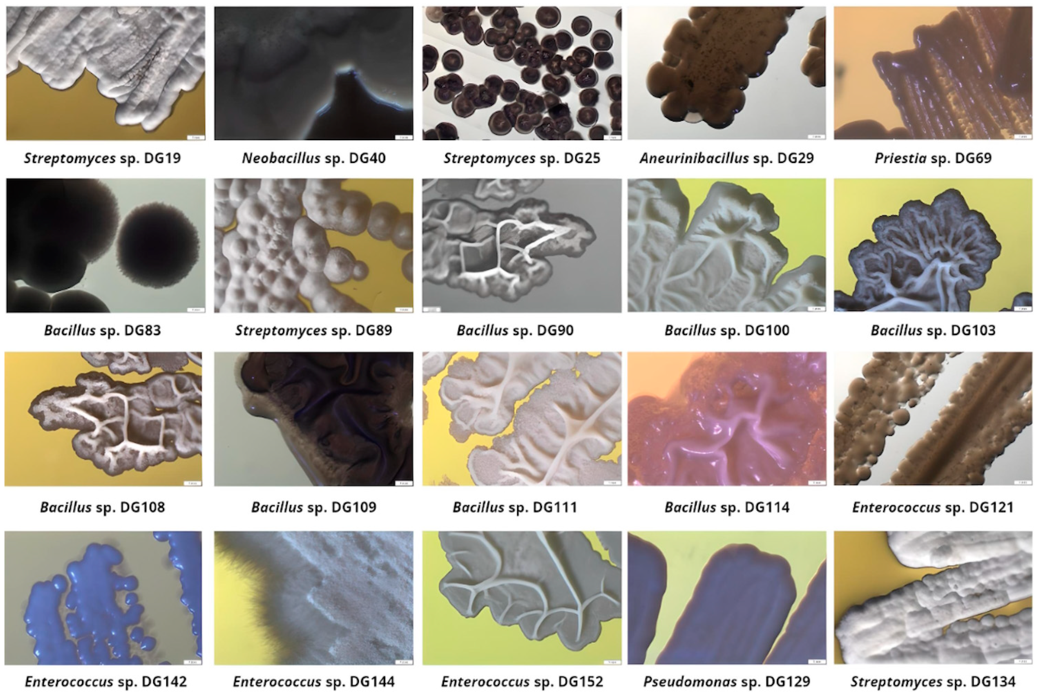 Microorganisms 11 02914 g002