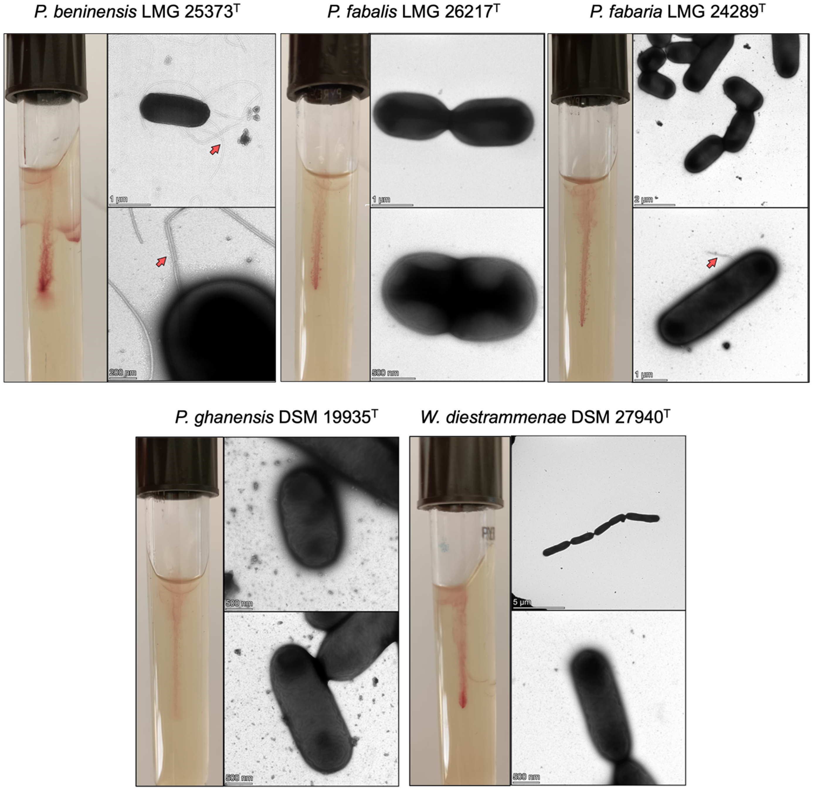 Microorganisms 11 02923 g001