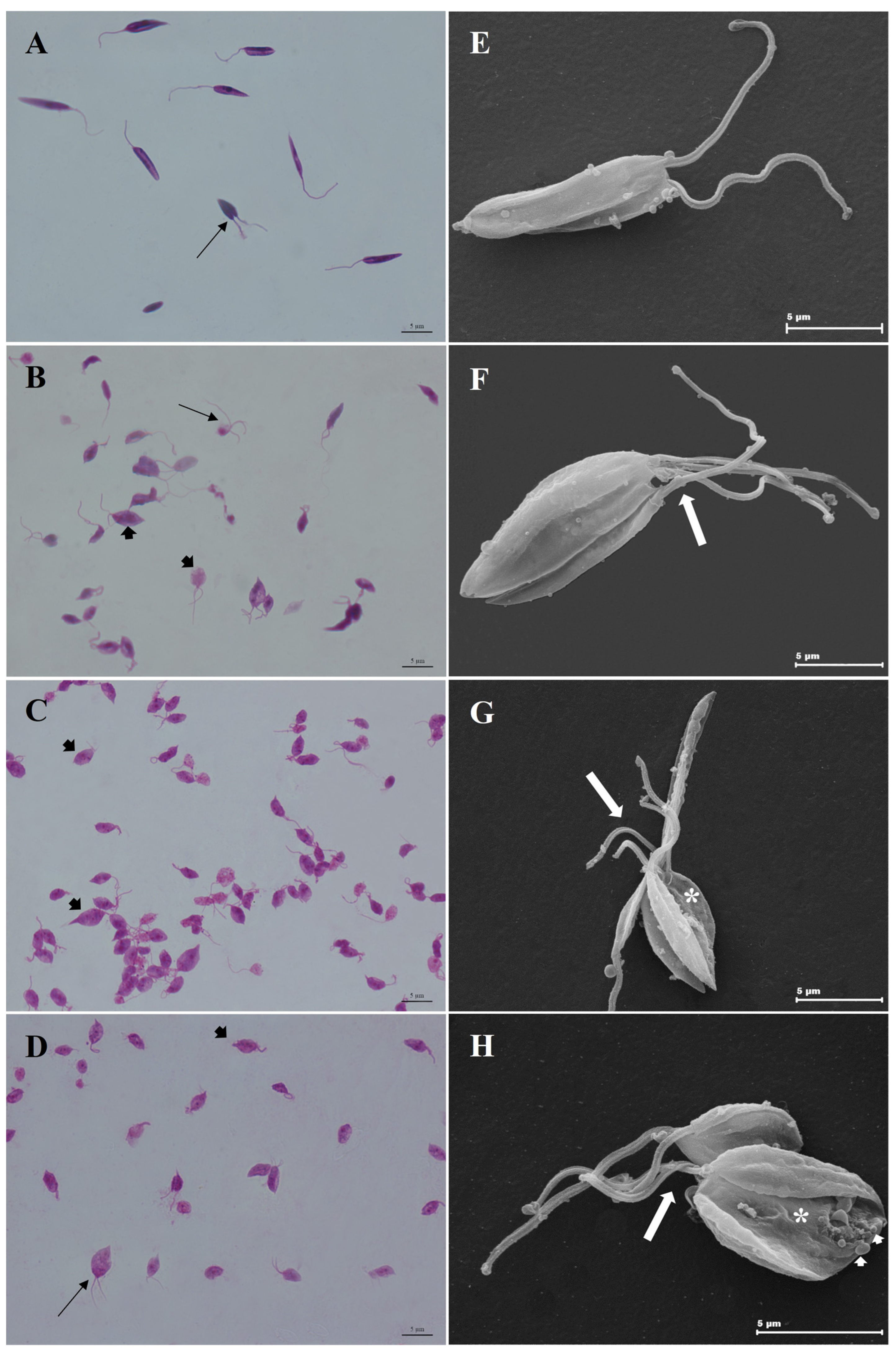 Microorganisms 11 02925 g005