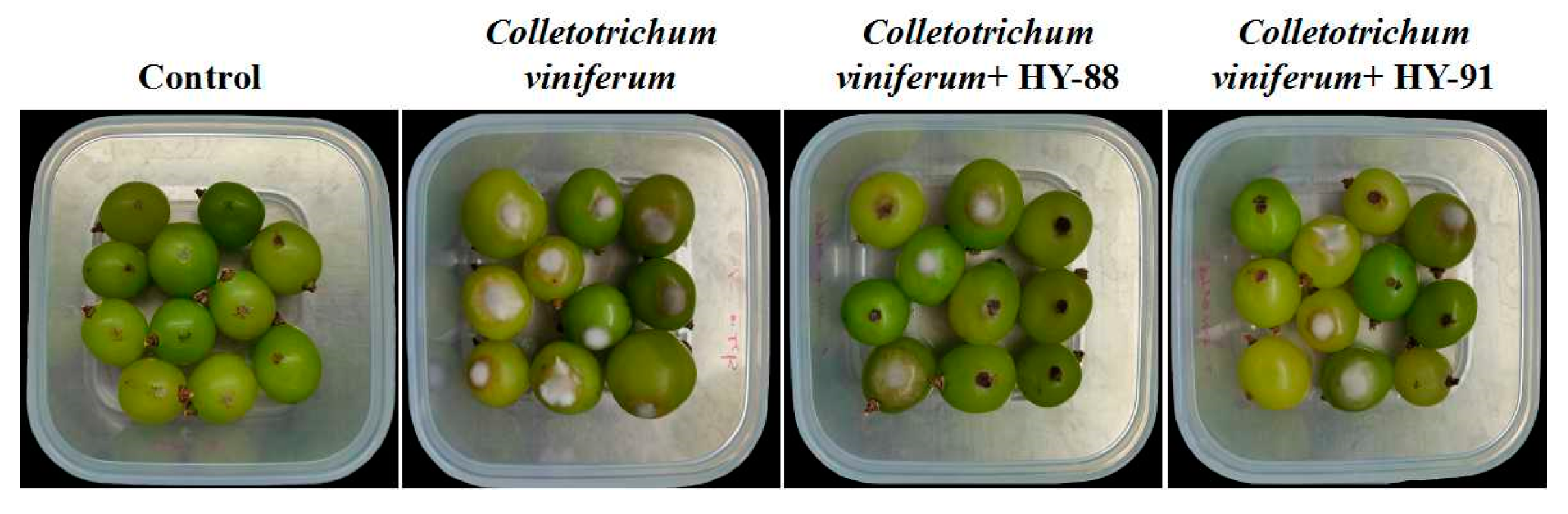 Microorganisms 11 02933 g007
