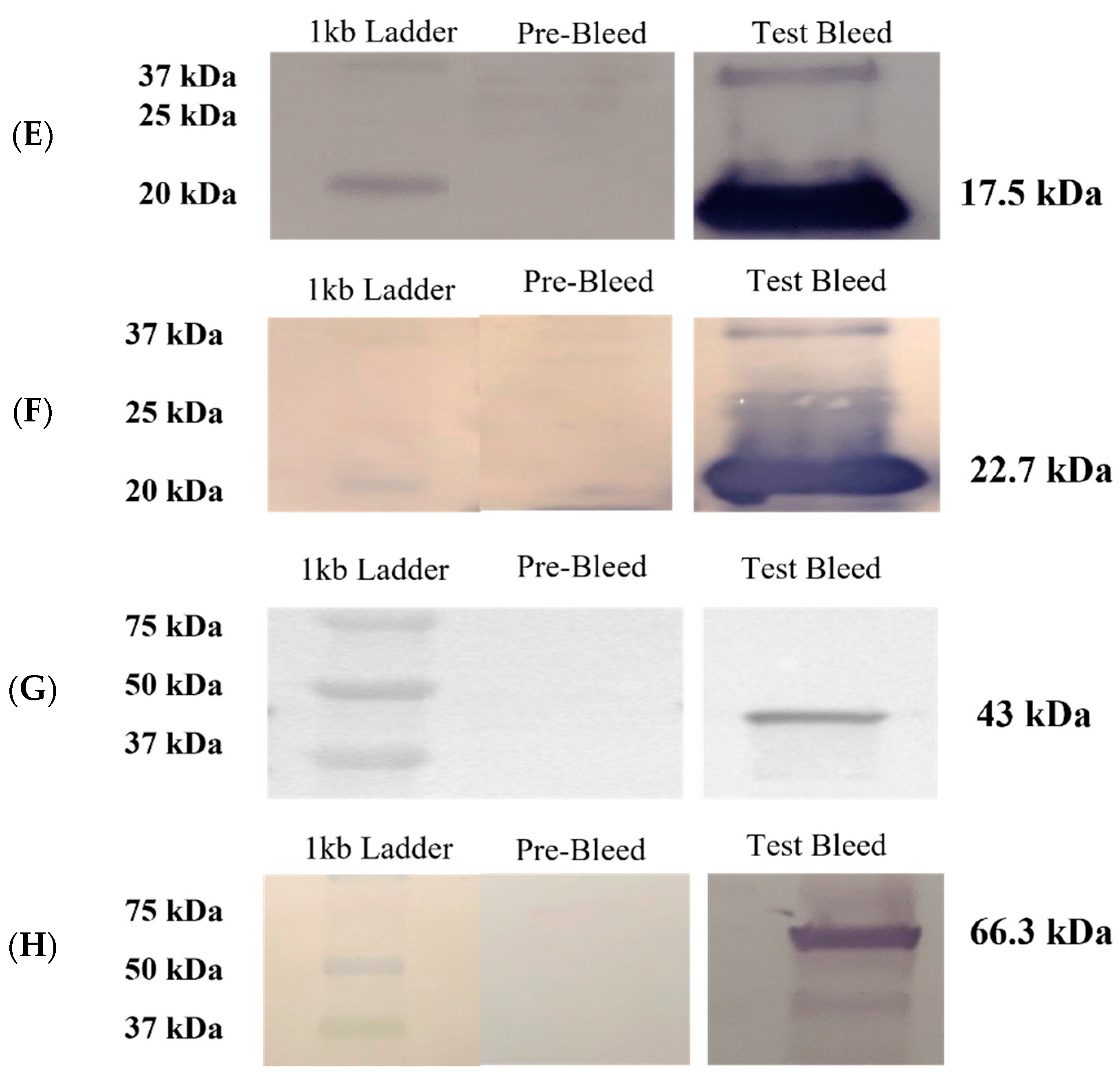 Microorganisms 11 02968 g003b Microorganisms 11 02968 g003b