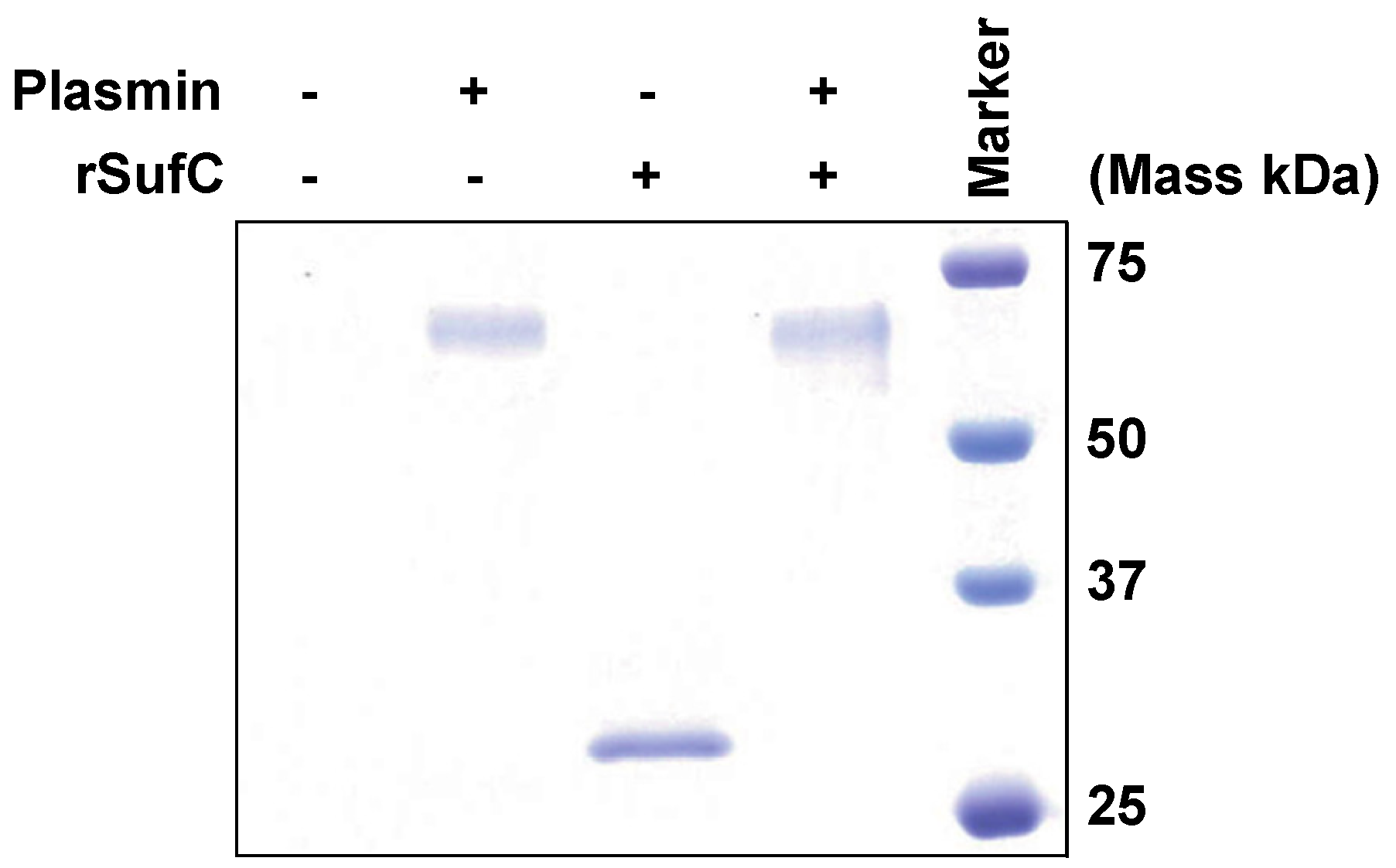 Microorganisms 11 02969 g004