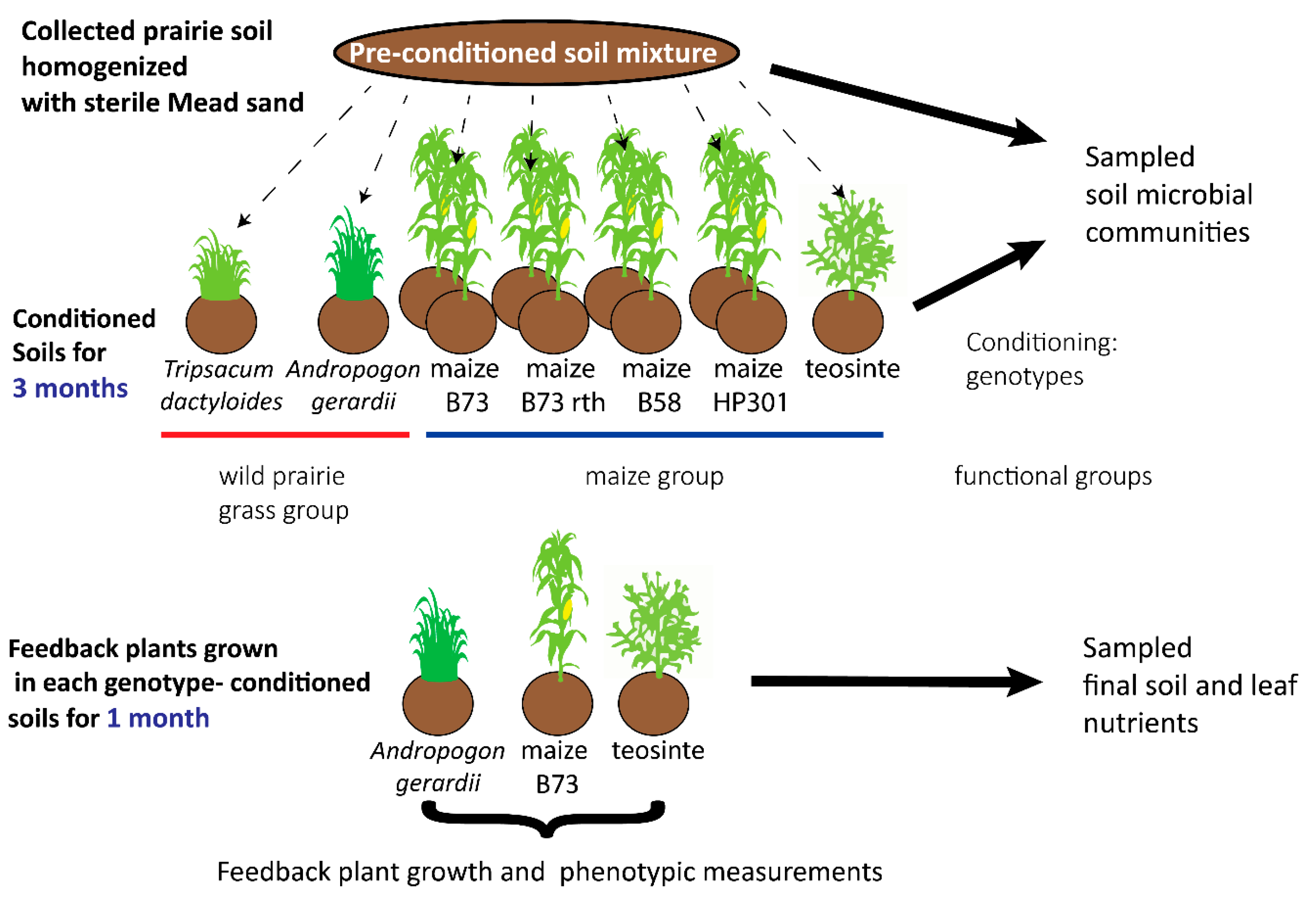 Nutrient and Microbiome-Mediated Plant–Soil Feedback in 