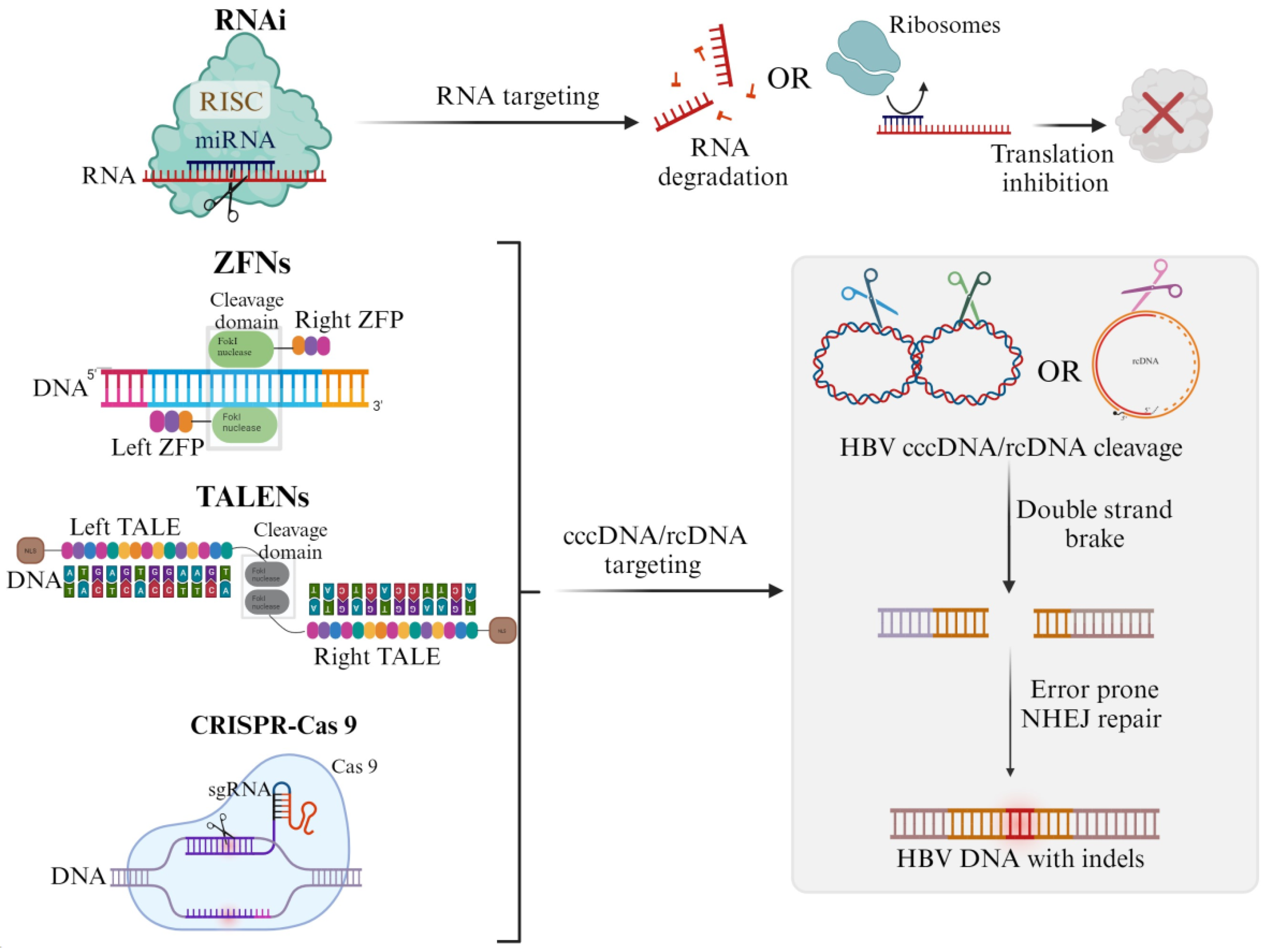 Microorganisms 11 02985 g001