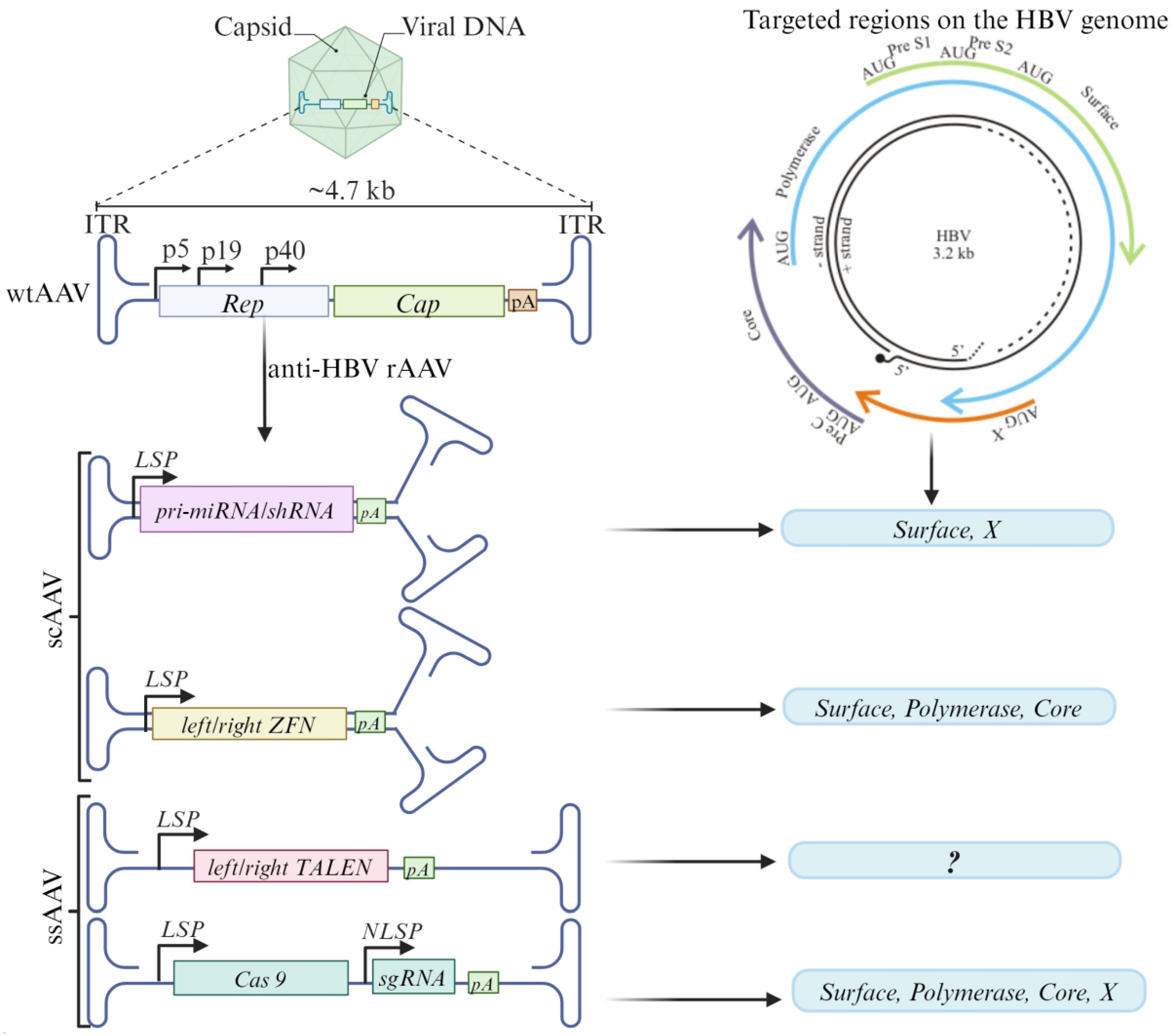Microorganisms 11 02985 g002