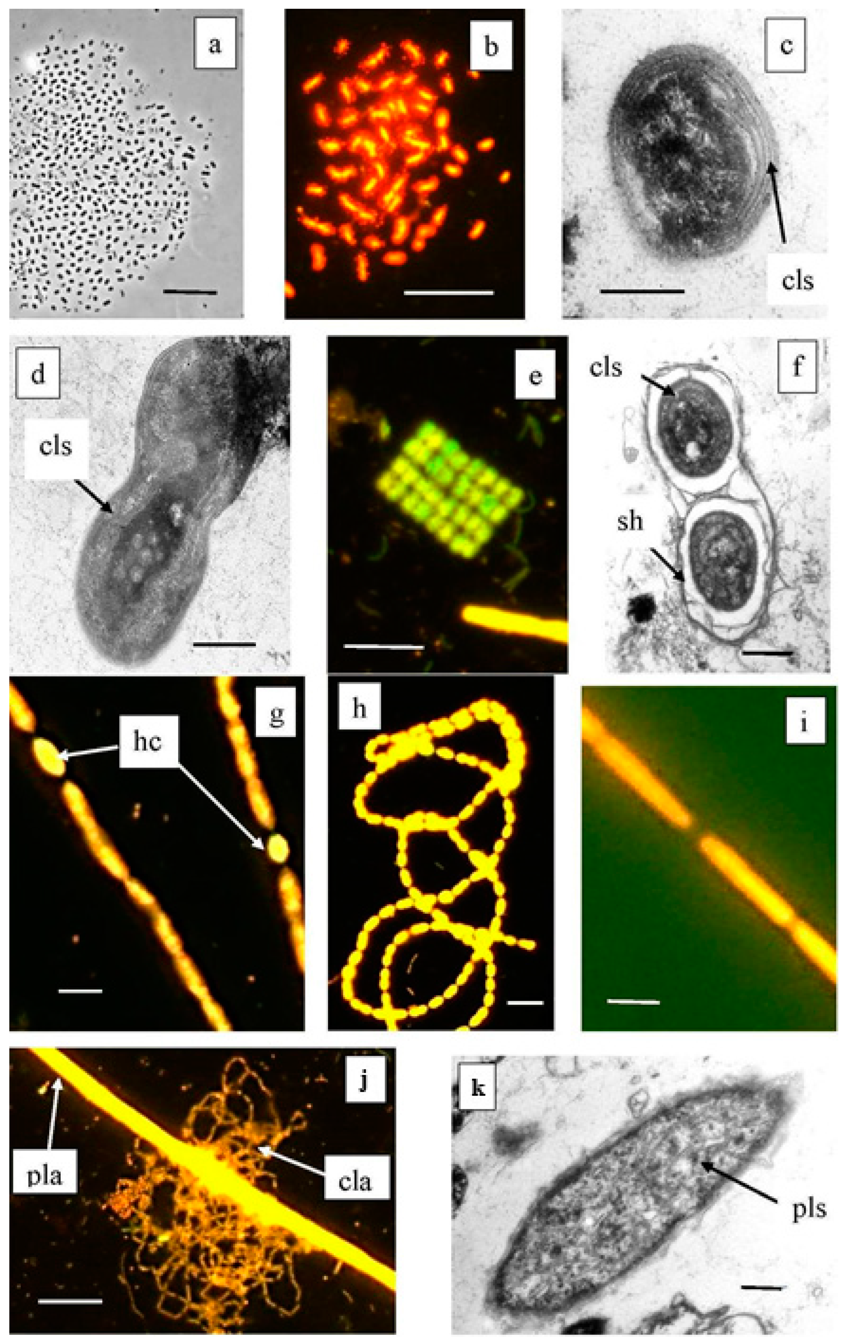 Microorganisms 12 00013 g005