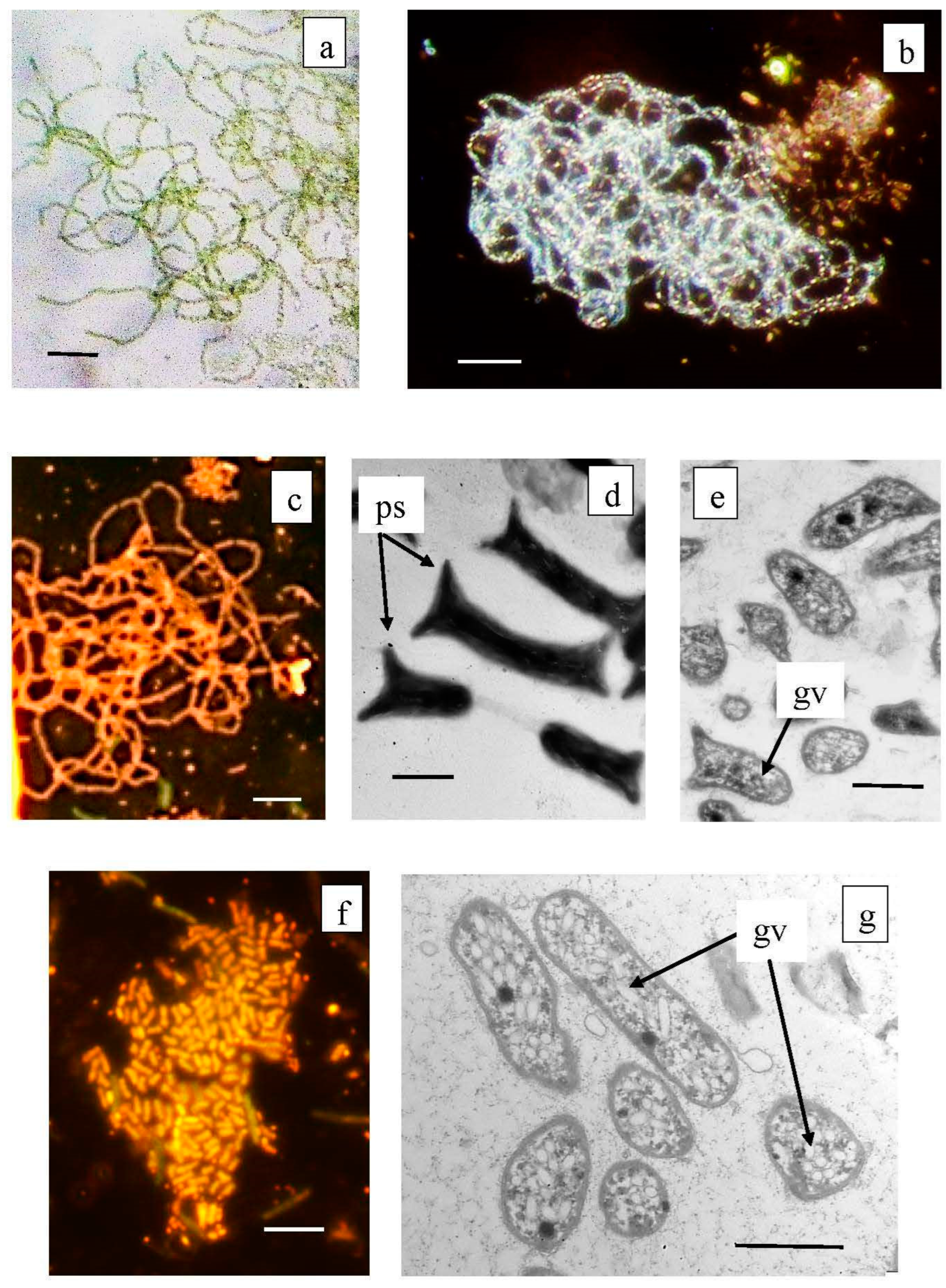 Microorganisms 12 00013 g009