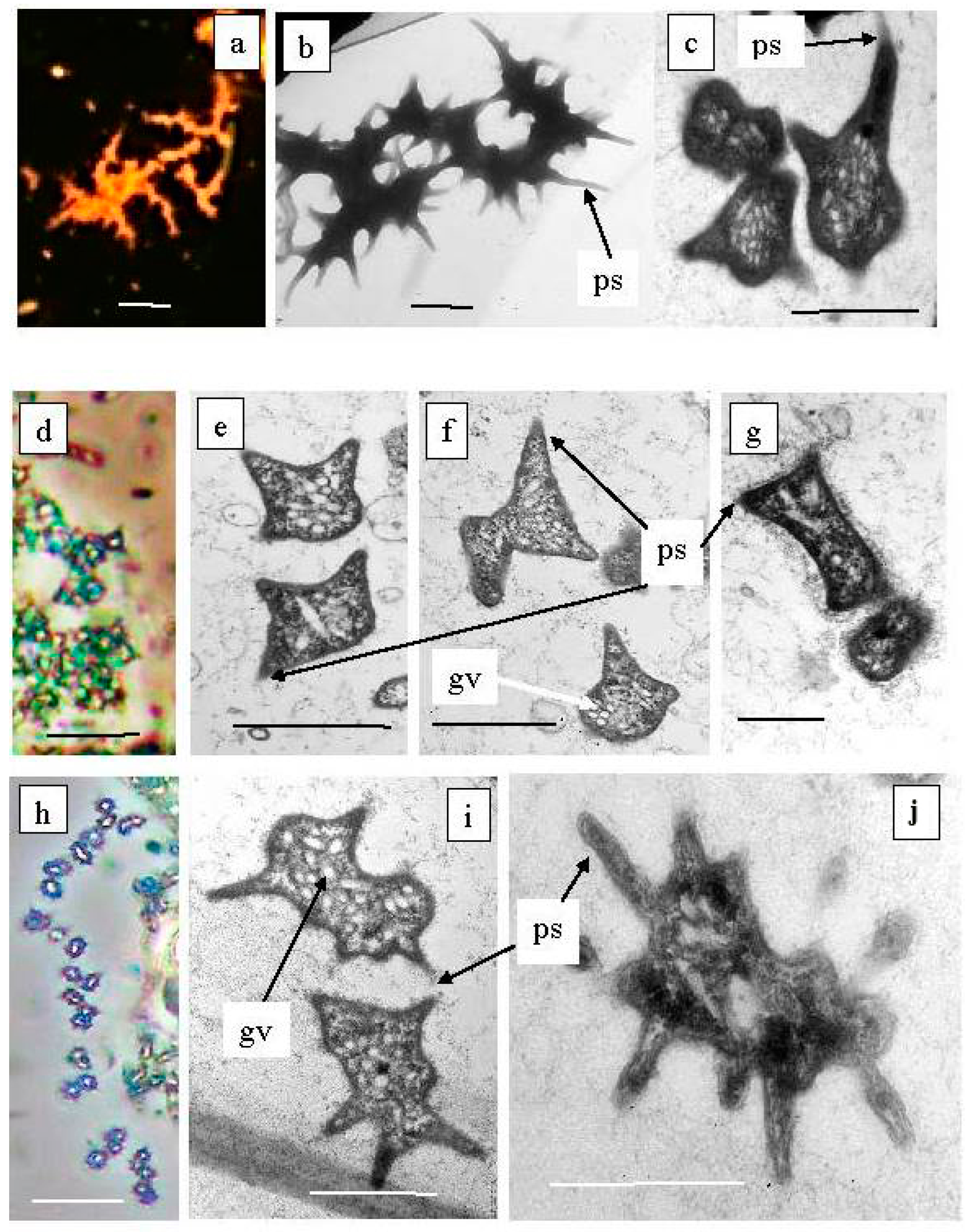 Microorganisms 12 00013 g010