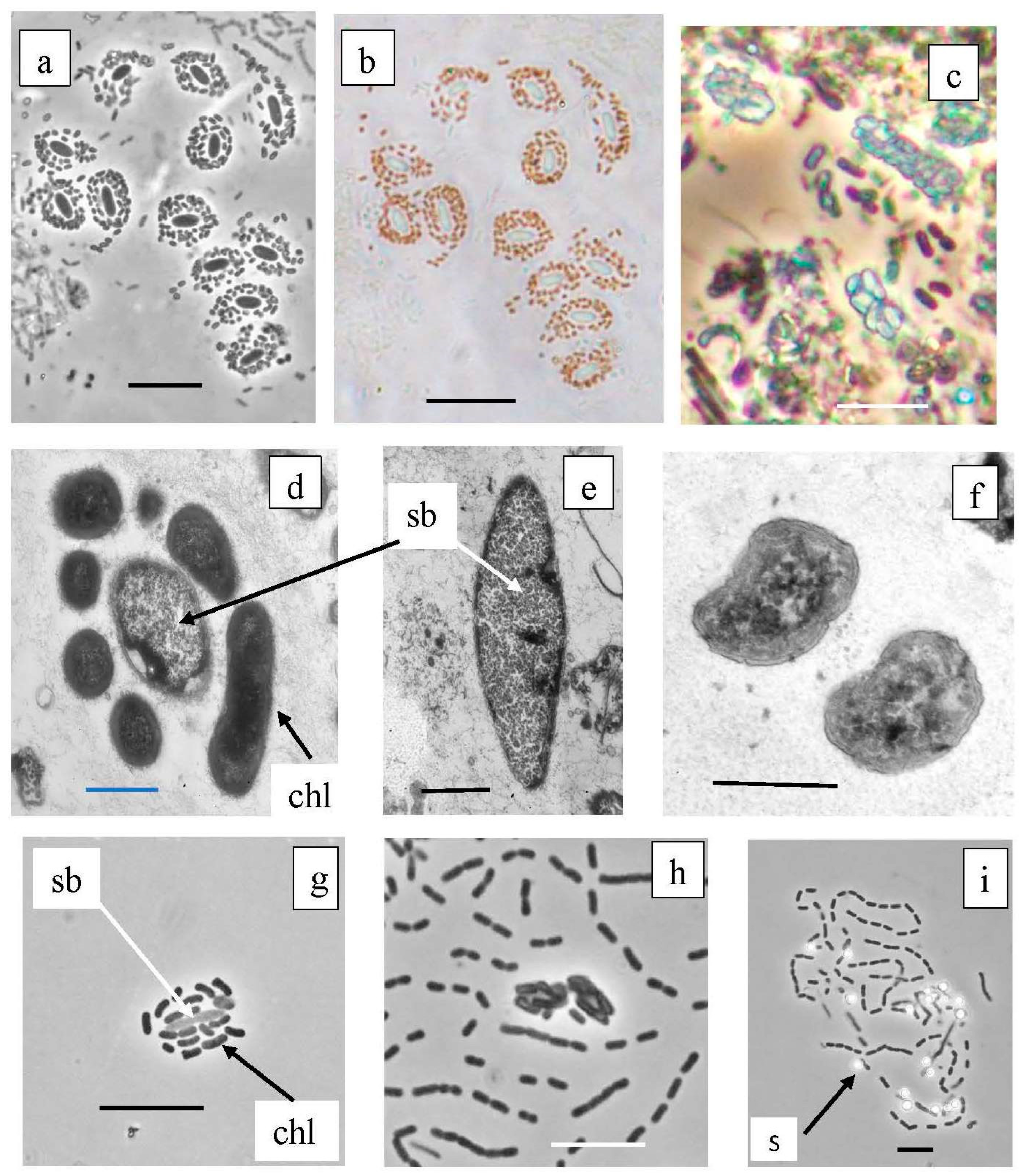 Microorganisms 12 00013 g011