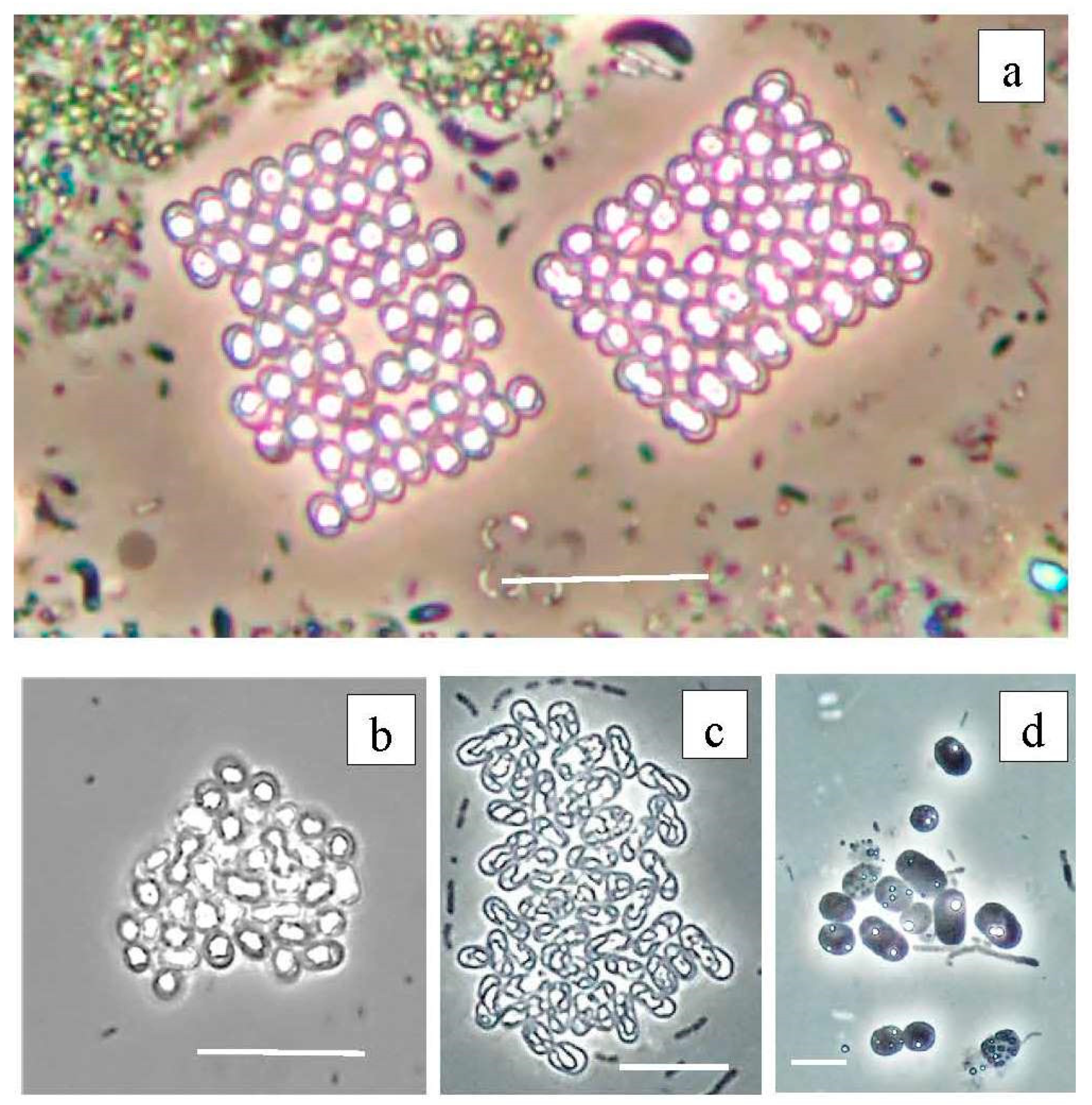 Microorganisms 12 00013 g013