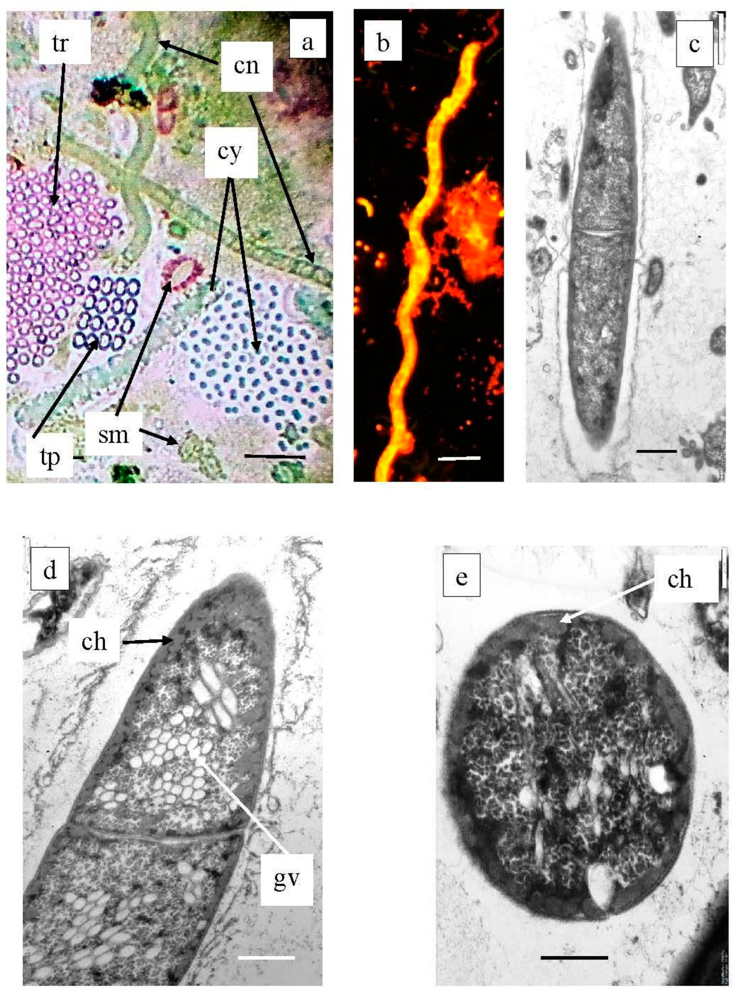 Microorganisms 12 00013 g014