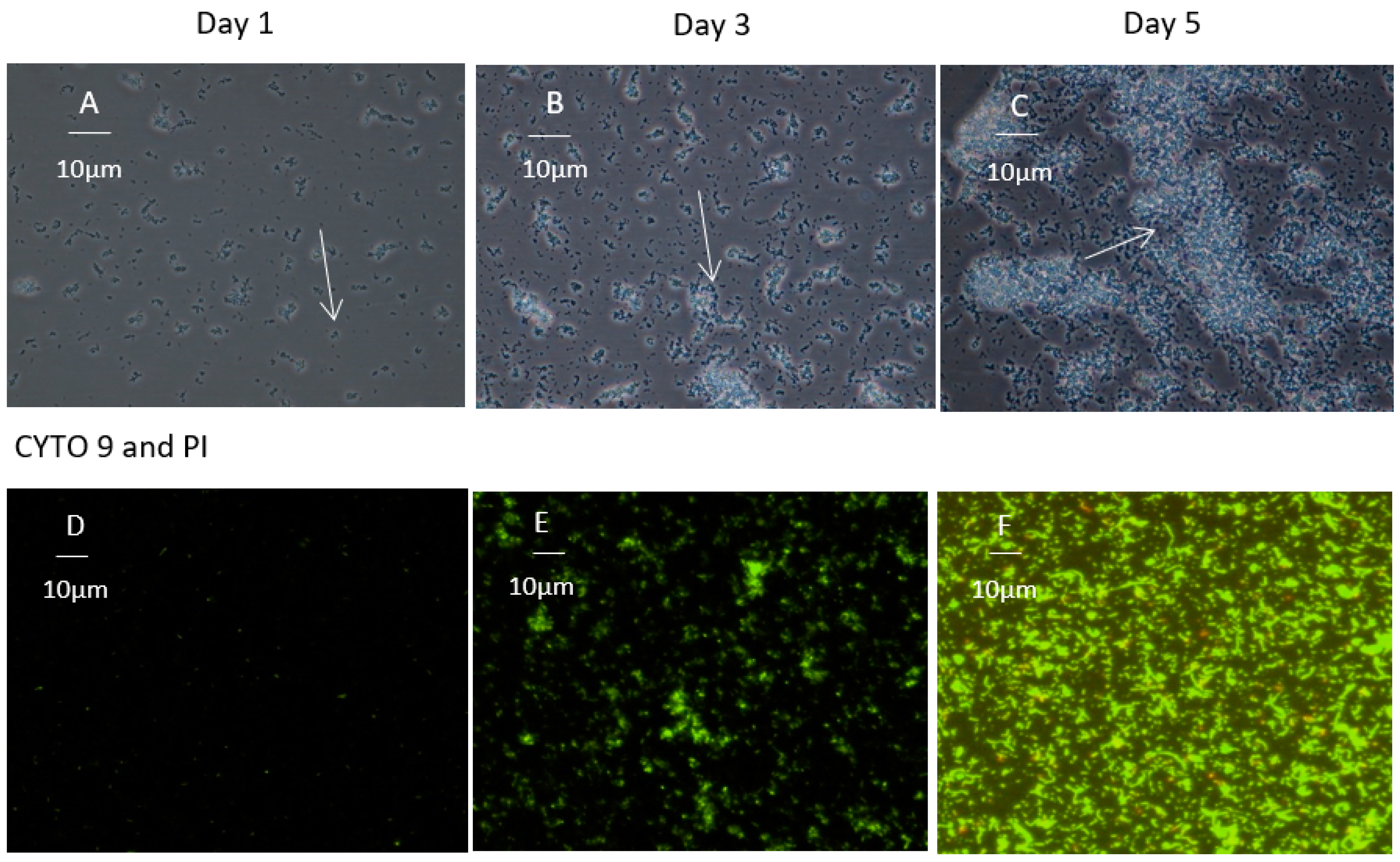 Microorganisms 12 00046 g002 Microorganisms 12 00046 g002