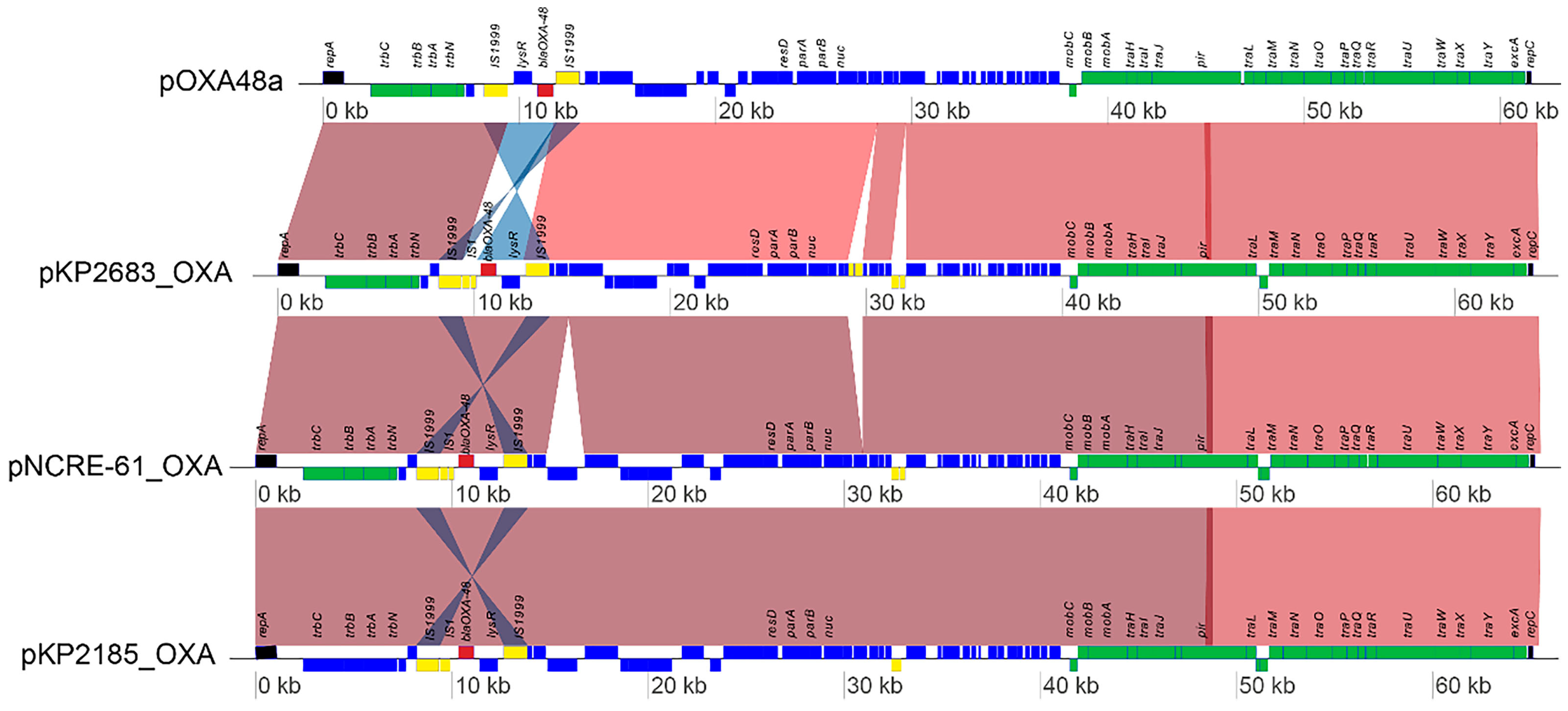 Microorganisms 12 00049 g001