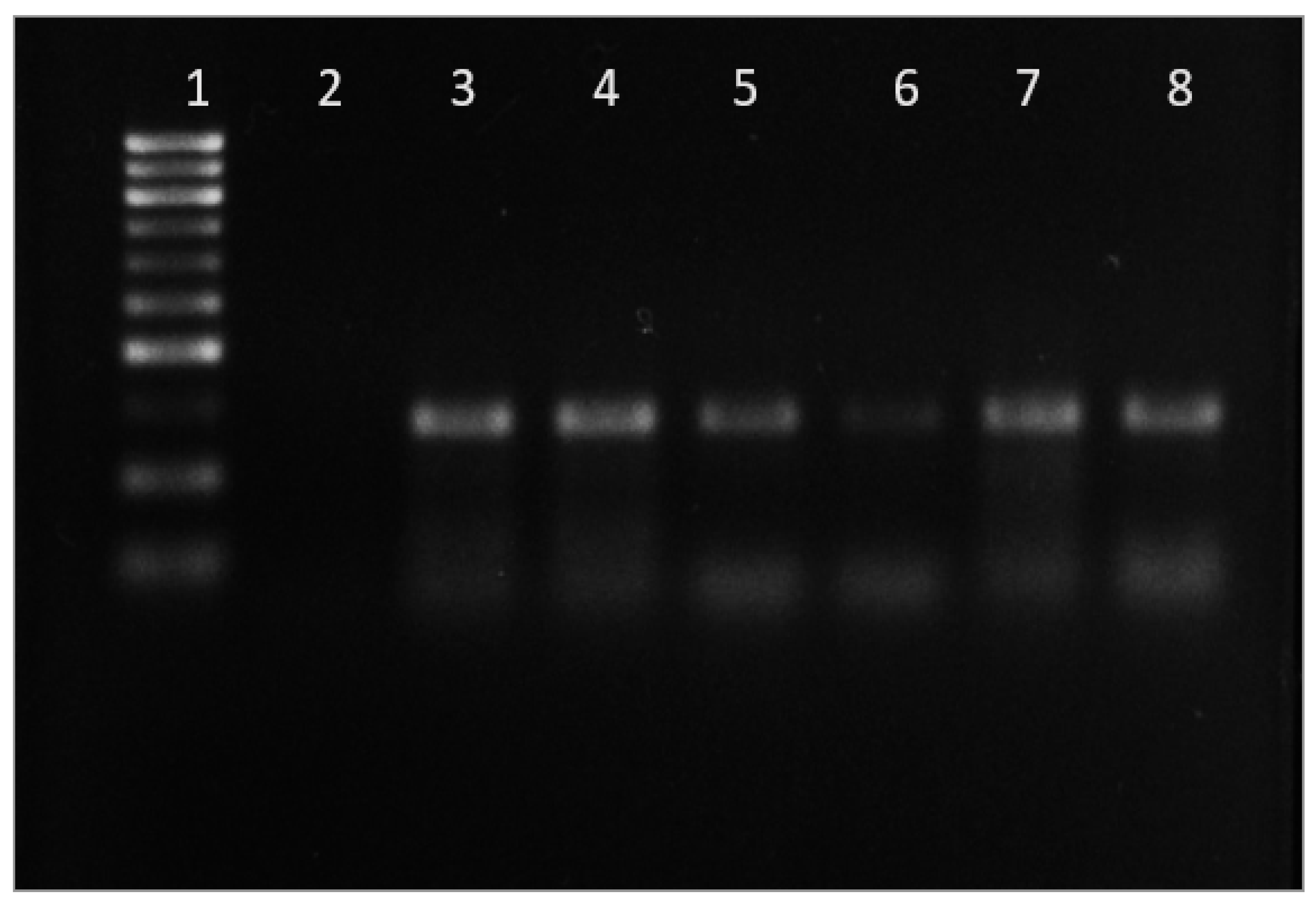 Microorganisms 12 00052 g003