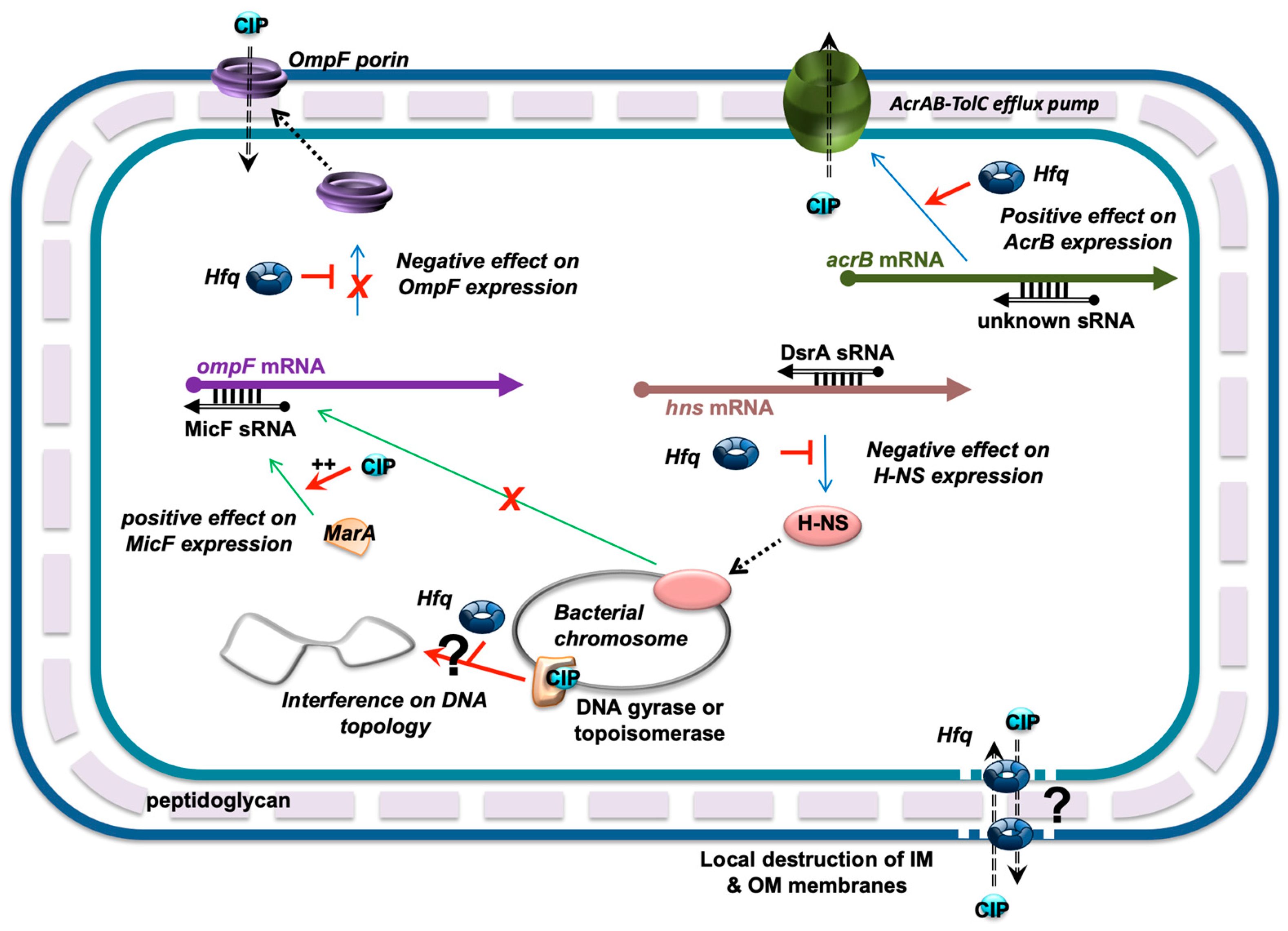 Bacterial Warfare: Understanding Fluoroquinolone'S Mechanisms - fkh86ll