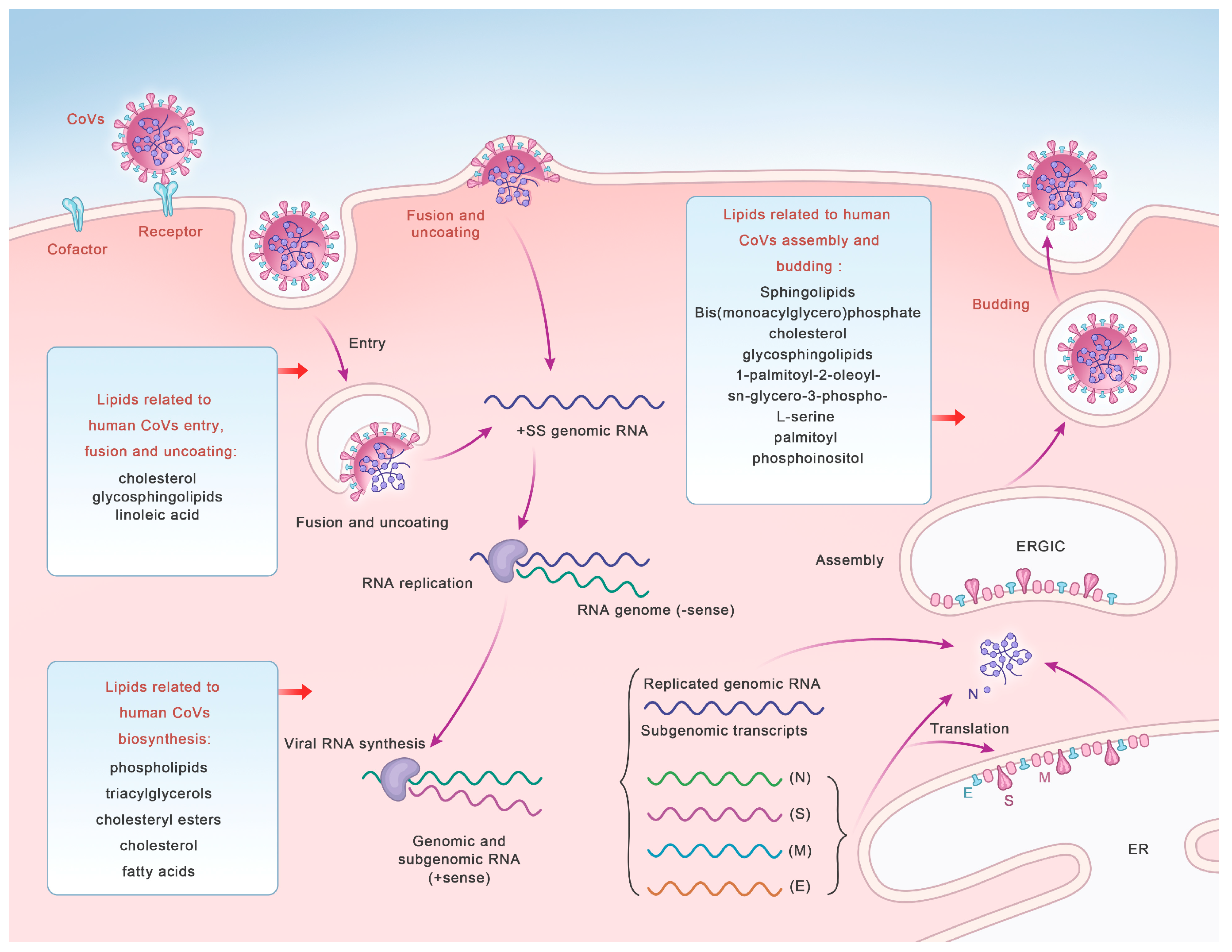 Microorganisms 12 00063 g001 Microorganisms 12 00063 g001