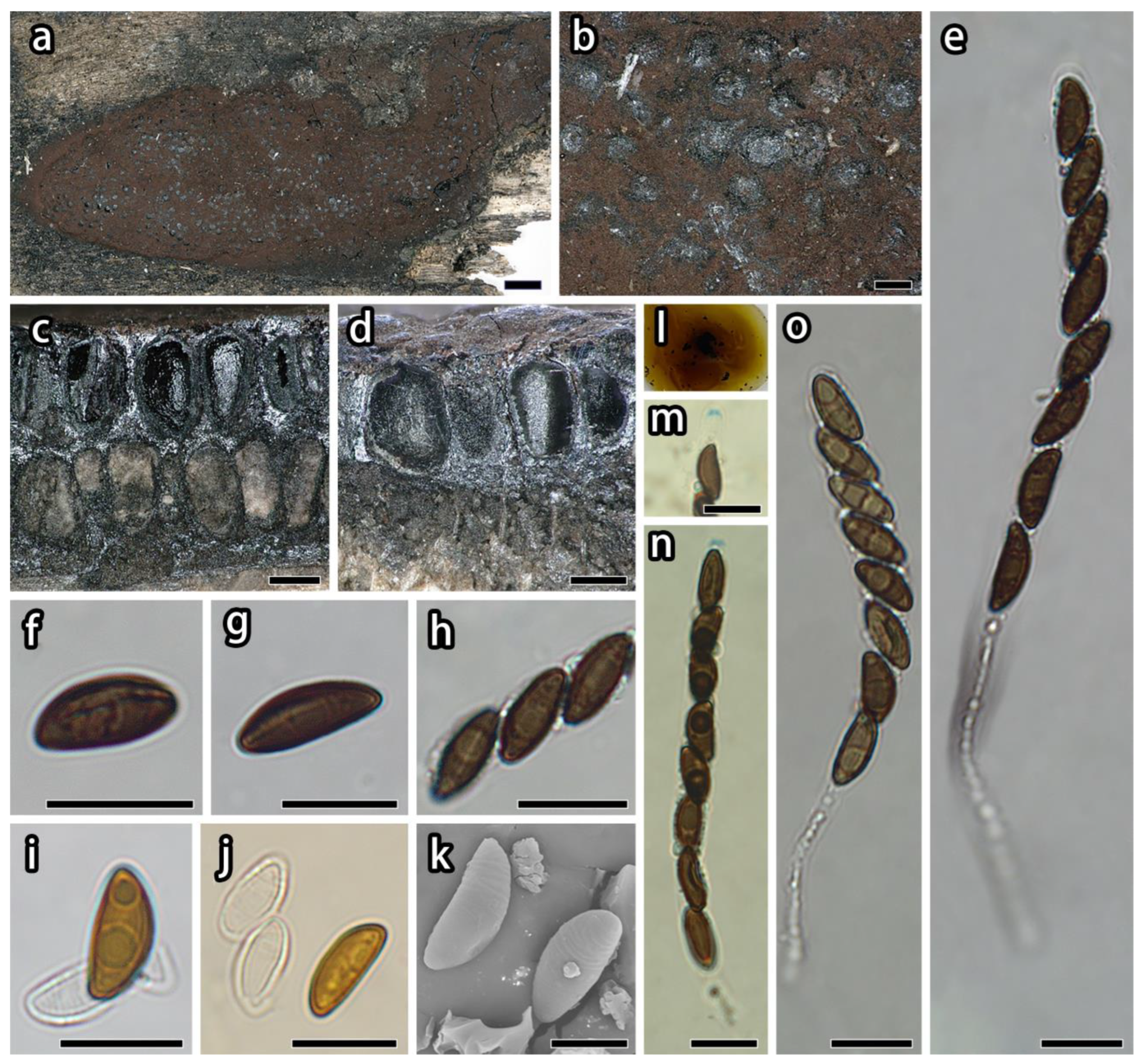 Microorganisms 12 00072 g002