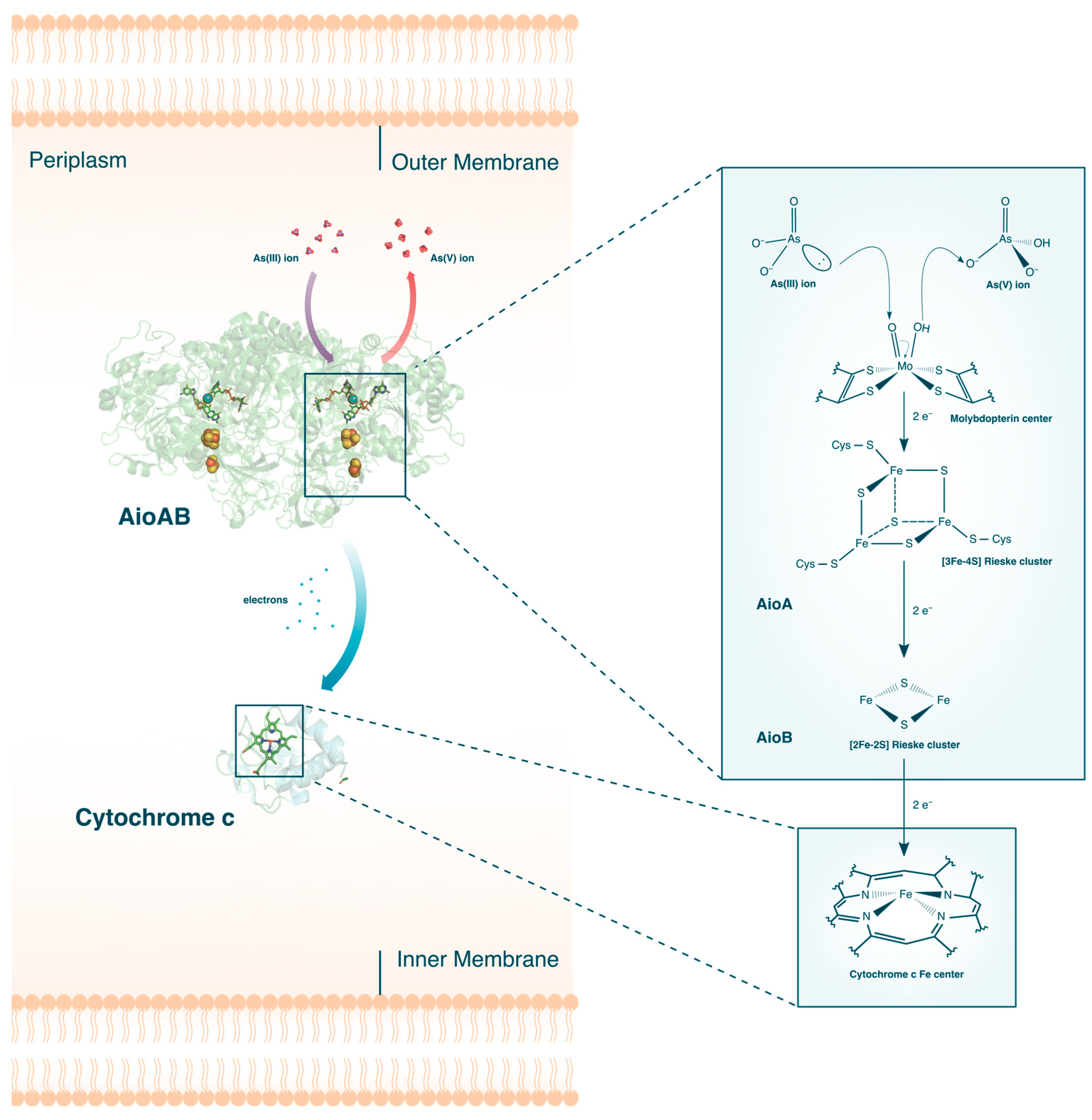 Microorganisms 12 00074 g004 Microorganisms 12 00074 g004