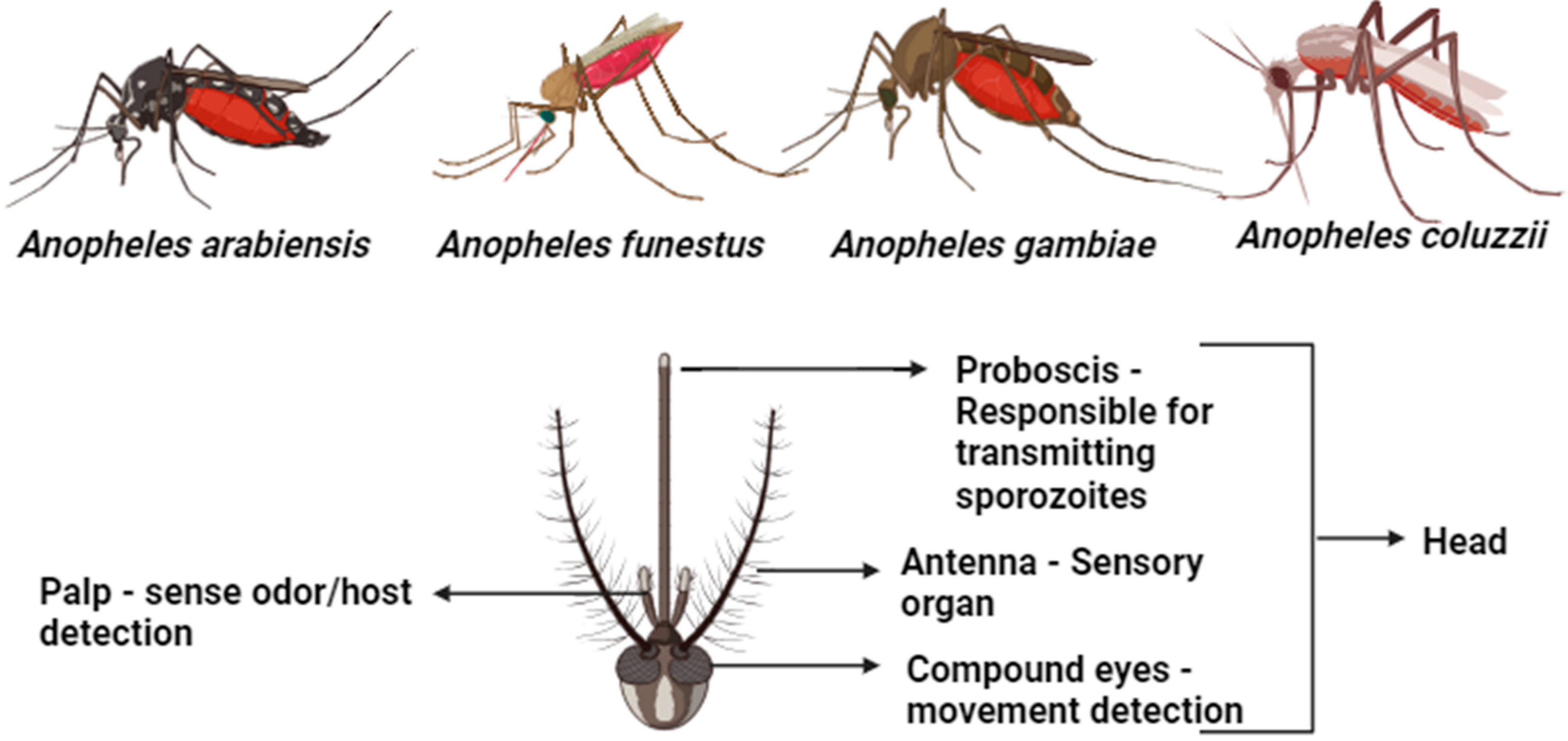 Revolutionizing Malaria Vector Control The Importance Of Accurate 