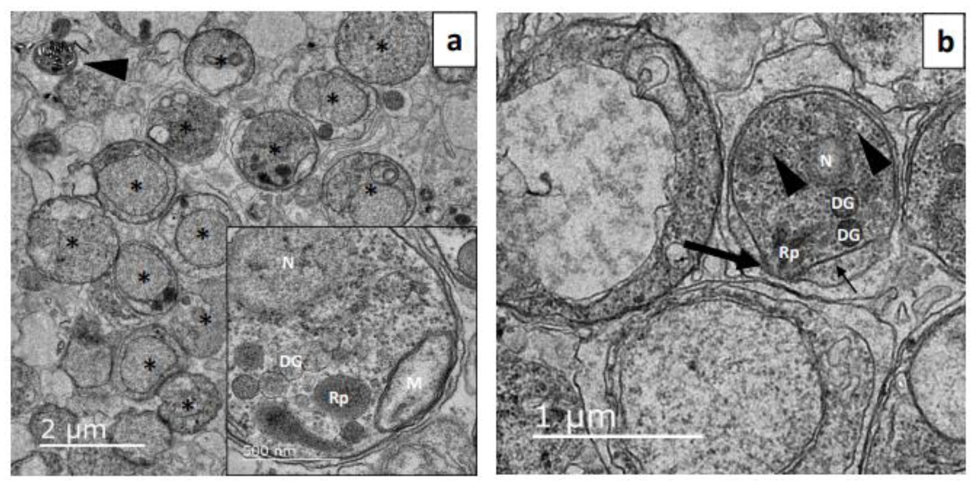 Microorganisms 12 00105 g003